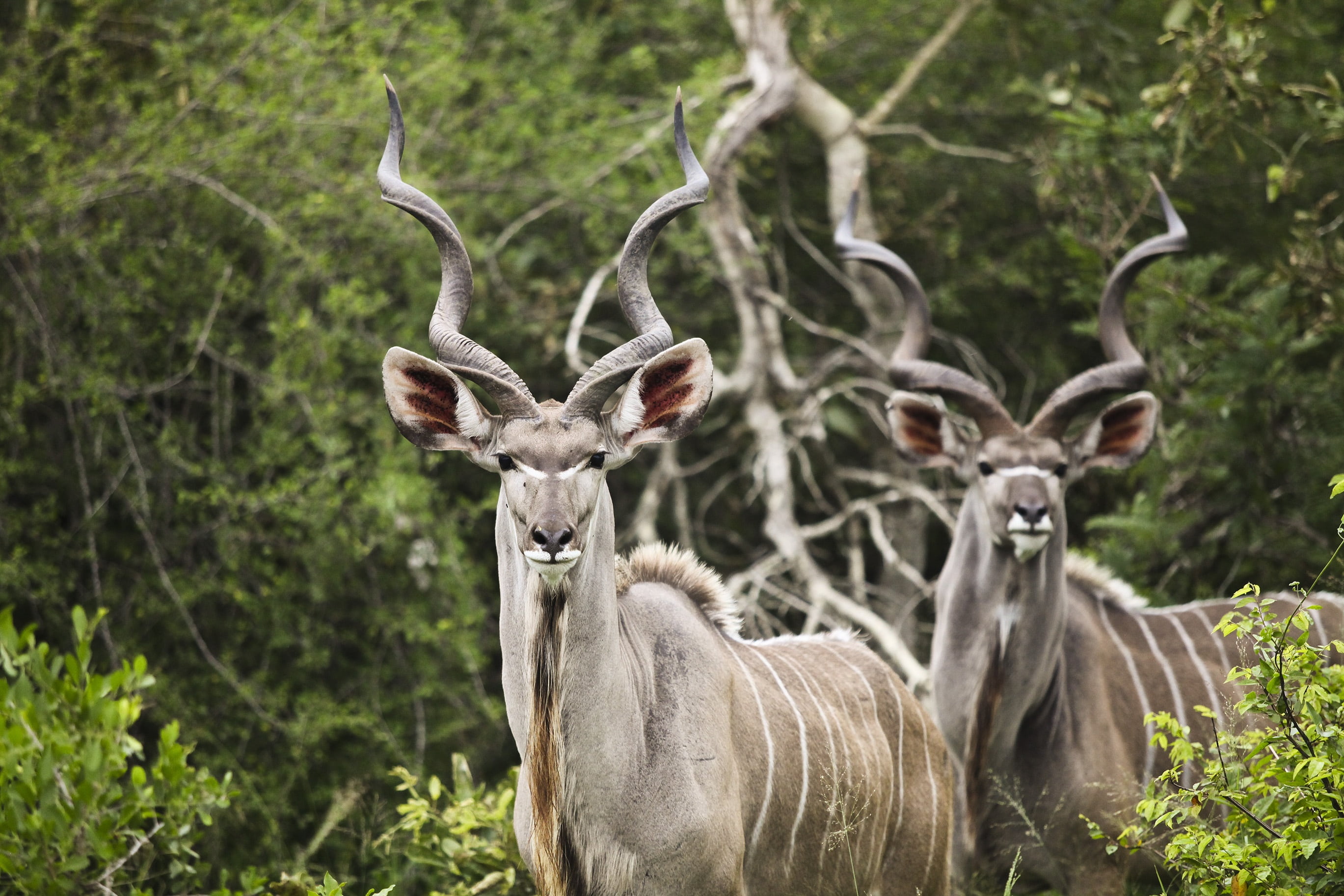 animal wildlife, animal, hunt, vertebrate, standing, buck, animals, herd, plant, nature, wildlife, kruger national park, brown, kudu, deer, group of animals, HD Wallpaper