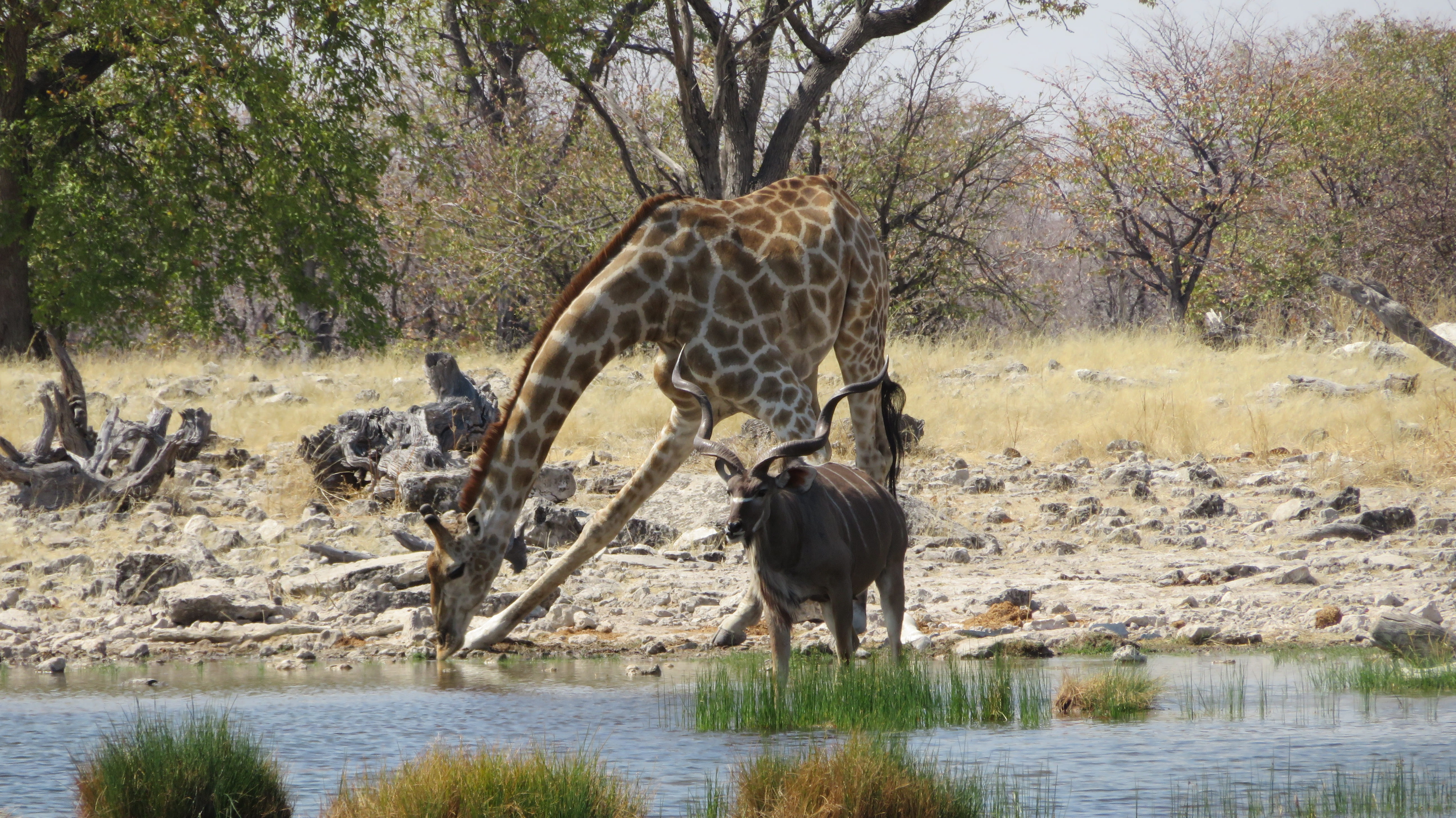 africans, vertebrate, standing, animal themes, land, antelope, no people, field, water, animal wildlife, mammal, namibia, plant, savannah, mare, outdoors, HD Wallpaper