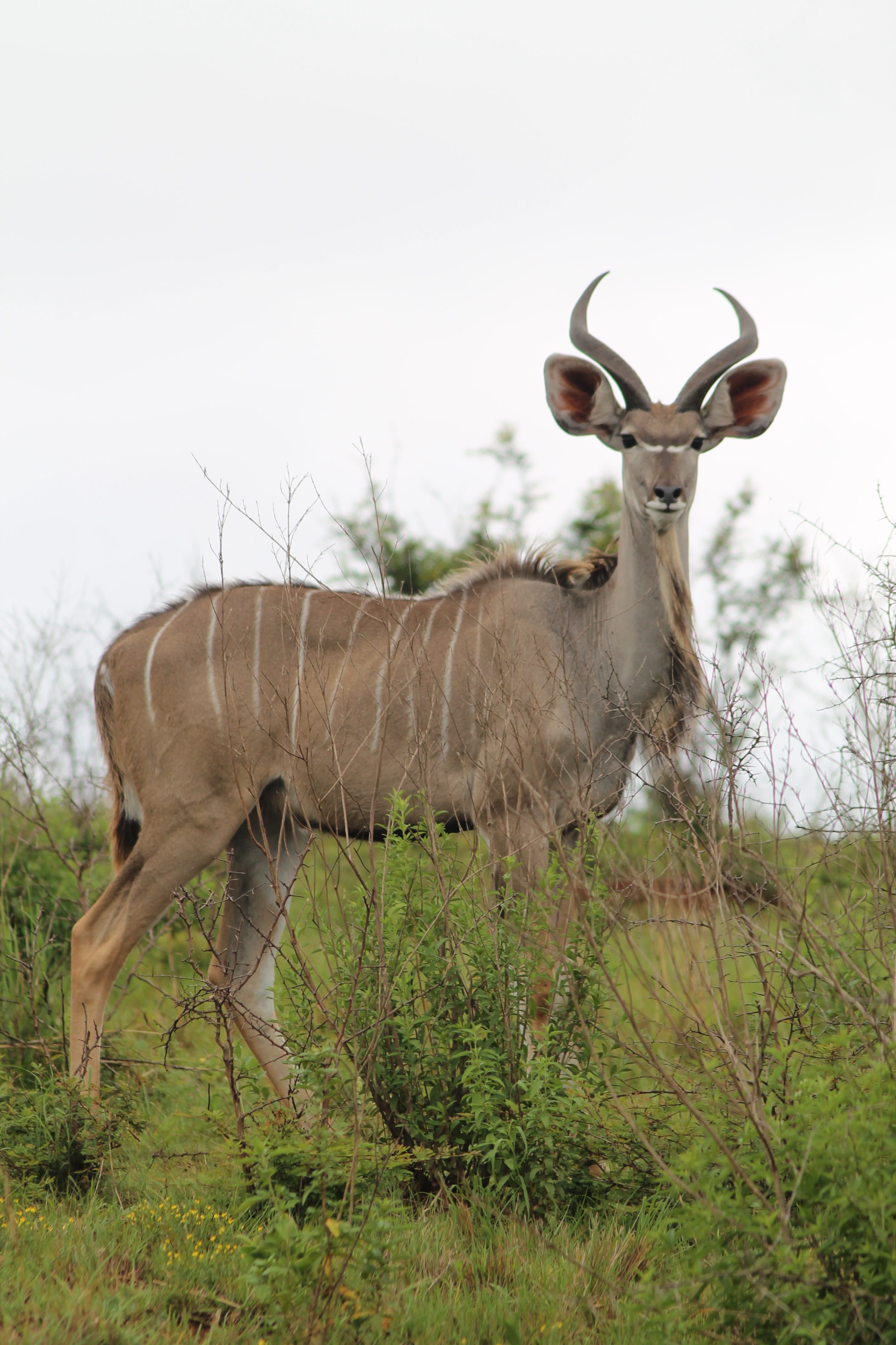 kudu, 4K, mammal, field, antelope, animals in the wild, safari, herbivorous, standing, horns, wildlife, domestic animals, buck, wild, day, grass, one animal, Phone HD Wallpaper