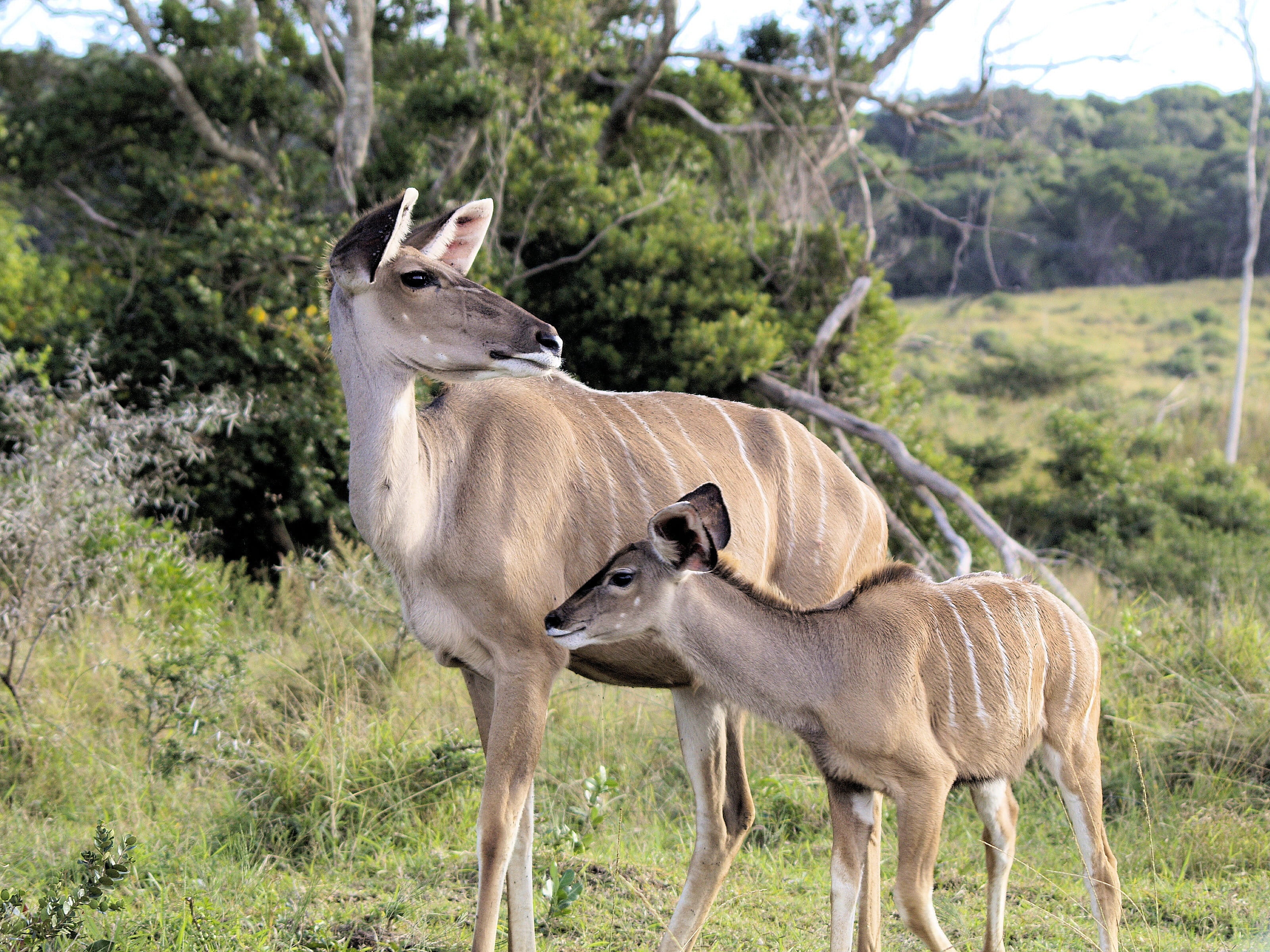 mammal, group of animals, field, day, land, nature, tree, africa, no people, plant, kudu, animals in the wild, safari, animal themes, animal wildlife, standing, HD Wallpaper
