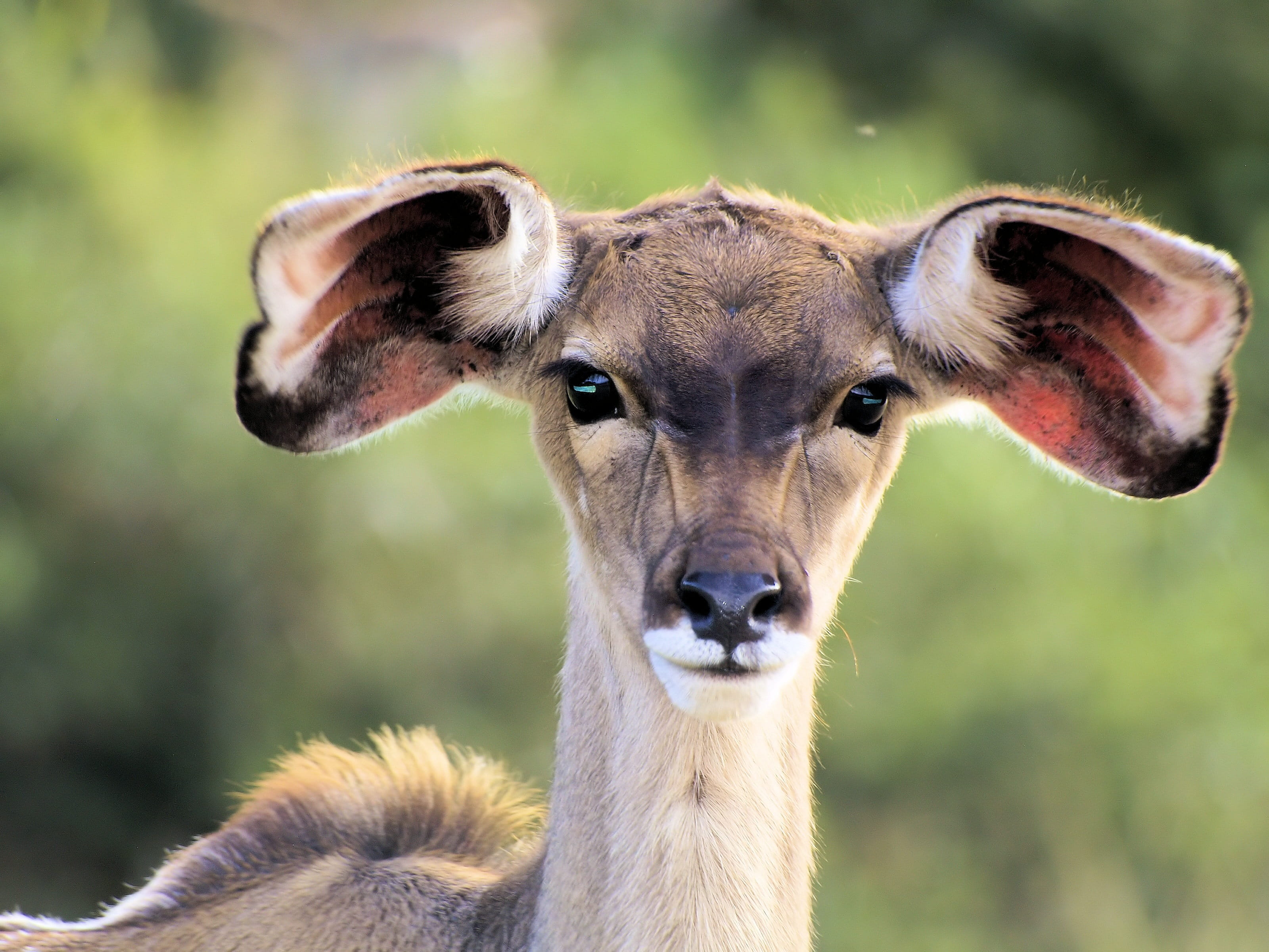 africa, animal wildlife, cute, young, animal, mammal, vertebrate, one animal, face, domestic animals, 2K, nature, close-up, ears, focus on foreground, HD Wallpaper