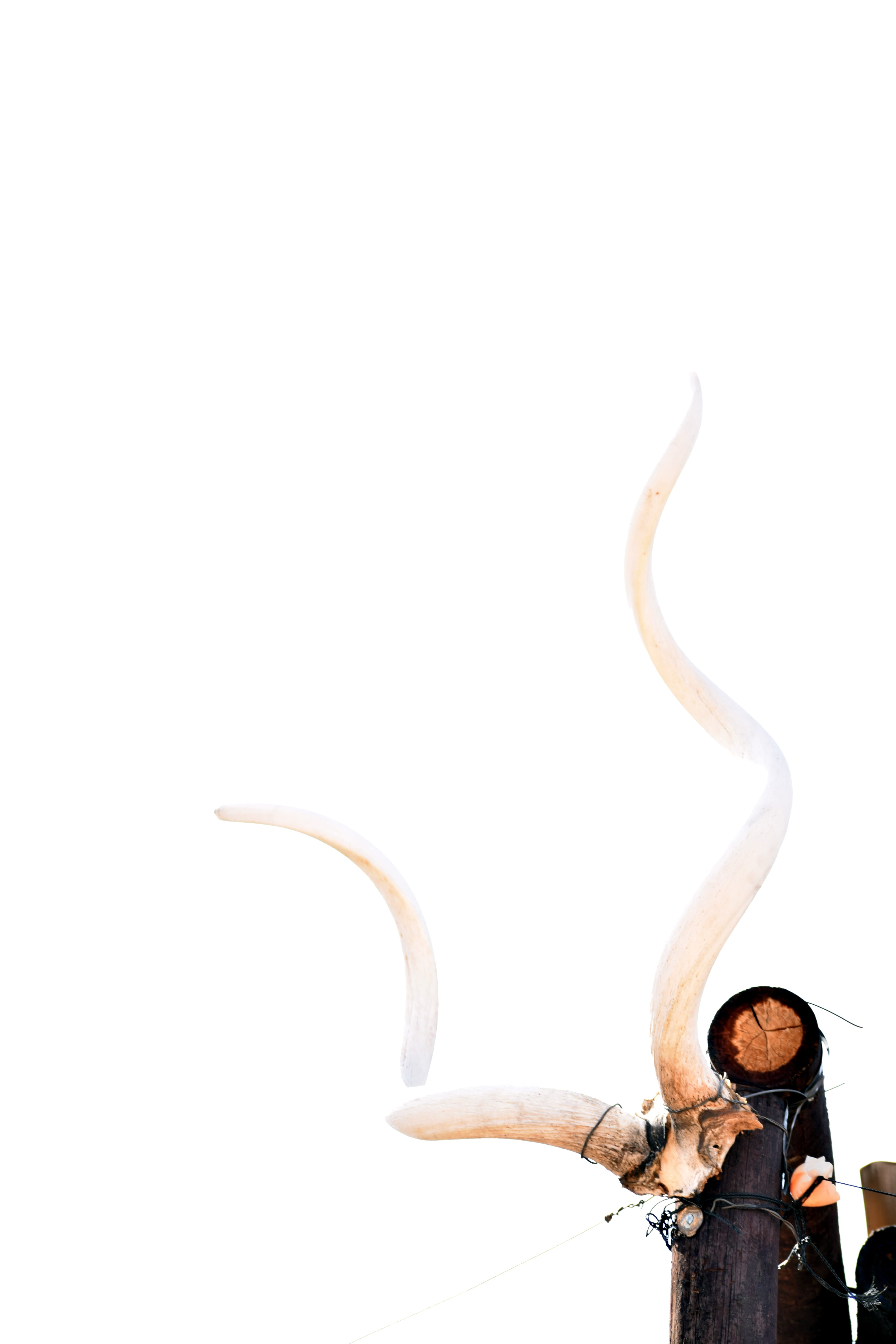 human representation, wood - material, 5K, mount, antlers, white, one animal, mature, mammal, south africa, trophy, deer, animal, horned, white background, Phone HD Wallpaper
