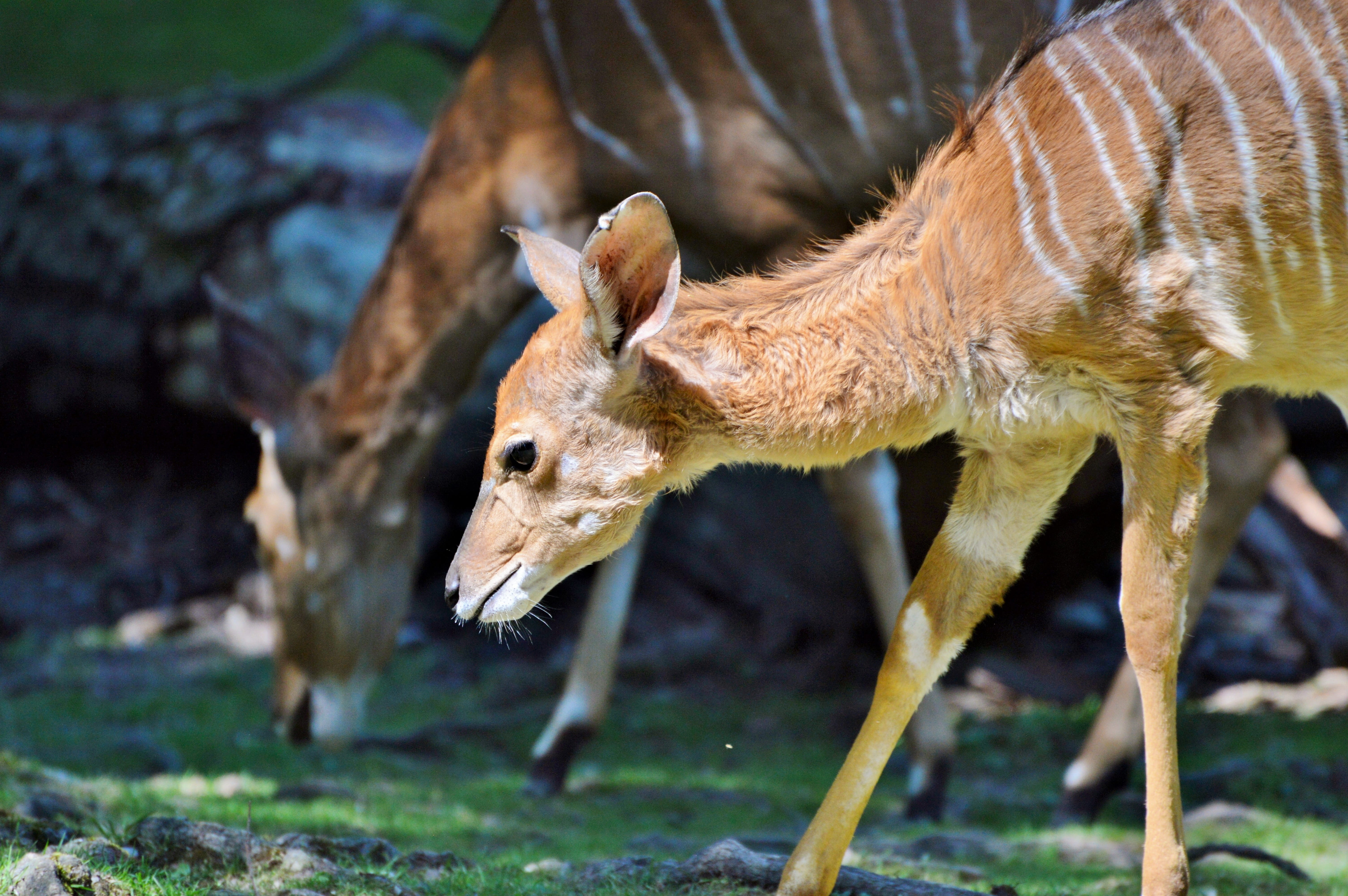 animal, close-up, plant, 5K, side view, animal themes, no people, africa, Kudu, mammal, animal wildlife, land, vertebrate, field, full length, nature, HD Wallpaper