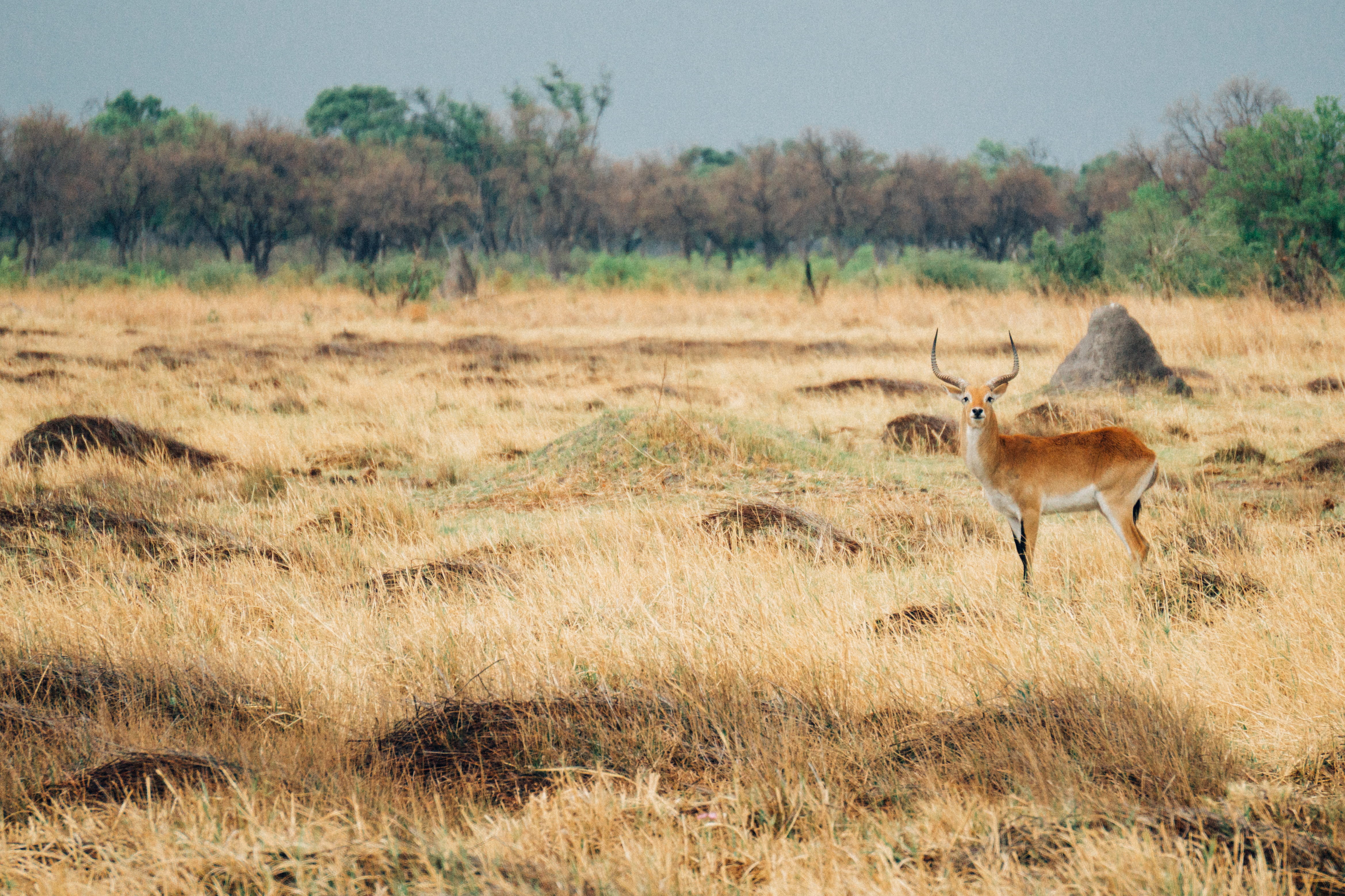 beauty in nature, game drive, day, plant, land, climate, prairie, botswana, outdoors, nature, mammal, grass, animals, botsuana, no people, moremi game reserve, HD Wallpaper