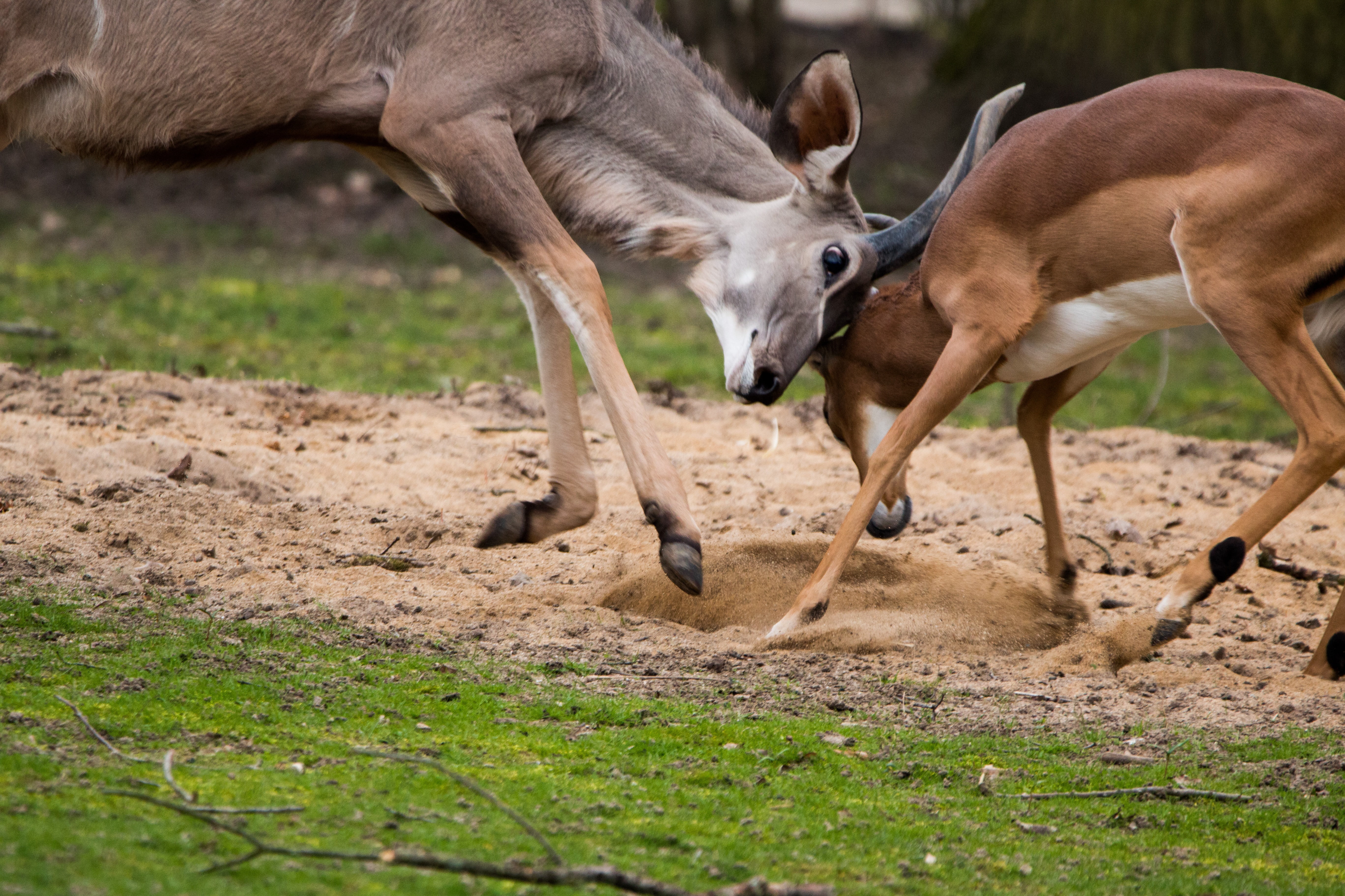 land, eating, no people, animals in the wild, outdoors, animal themes, nature, kudu, get it all, grass, animal wildlife, african, mammal, 5K, two animals, HD Wallpaper