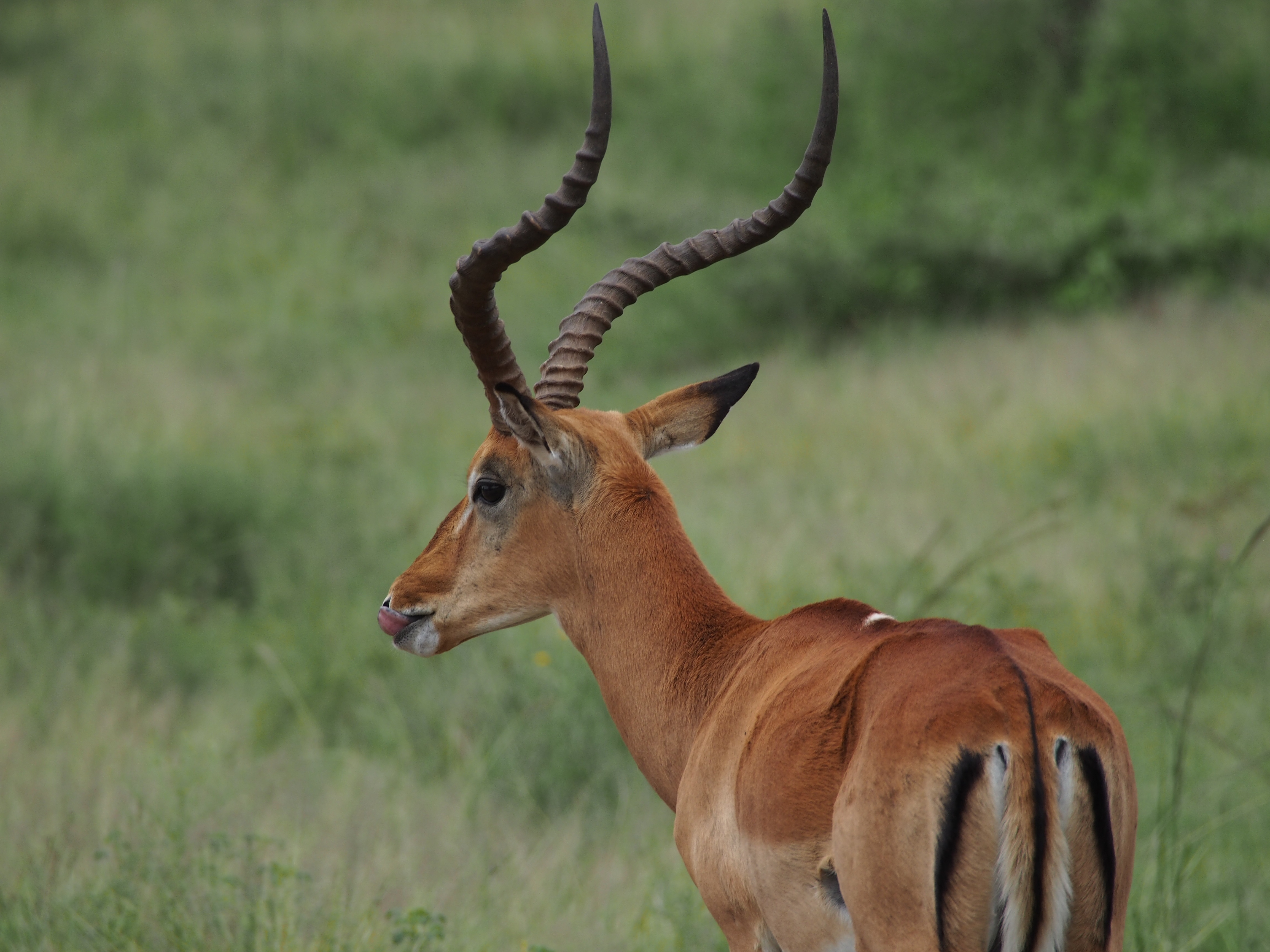 animals in the wild, deer, 4K, animal wildlife, field, herbivorous, africa, kudu, mammal, one animal, vertebrate, outdoors, standing, plant, focus on foreground, HD Wallpaper