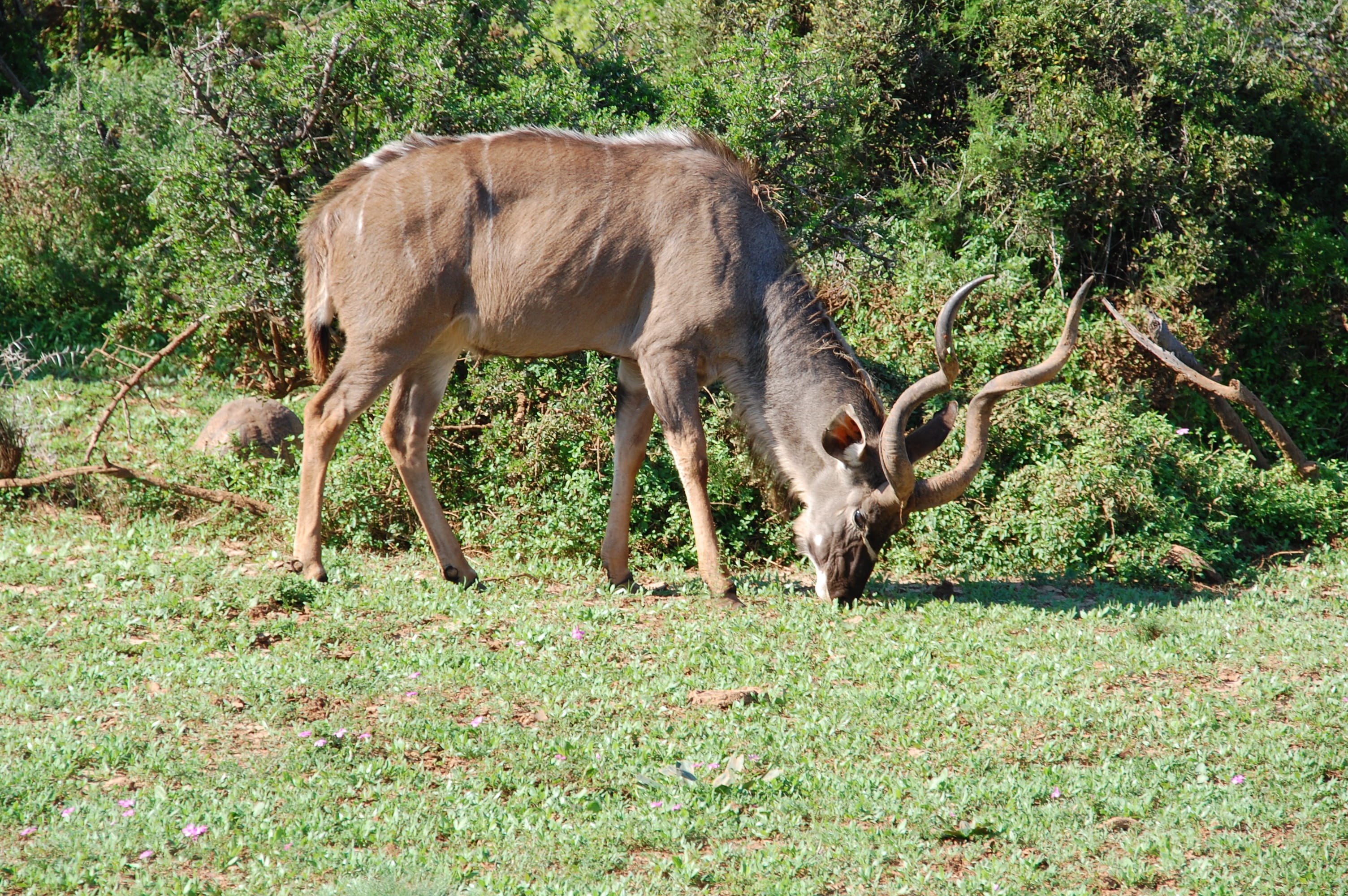 green color, South Africa, wildlife, animals And Pets, animal, young animal, no people, horned, 2K, grazing, animal family, animal themes, Nature, day, HD Wallpaper