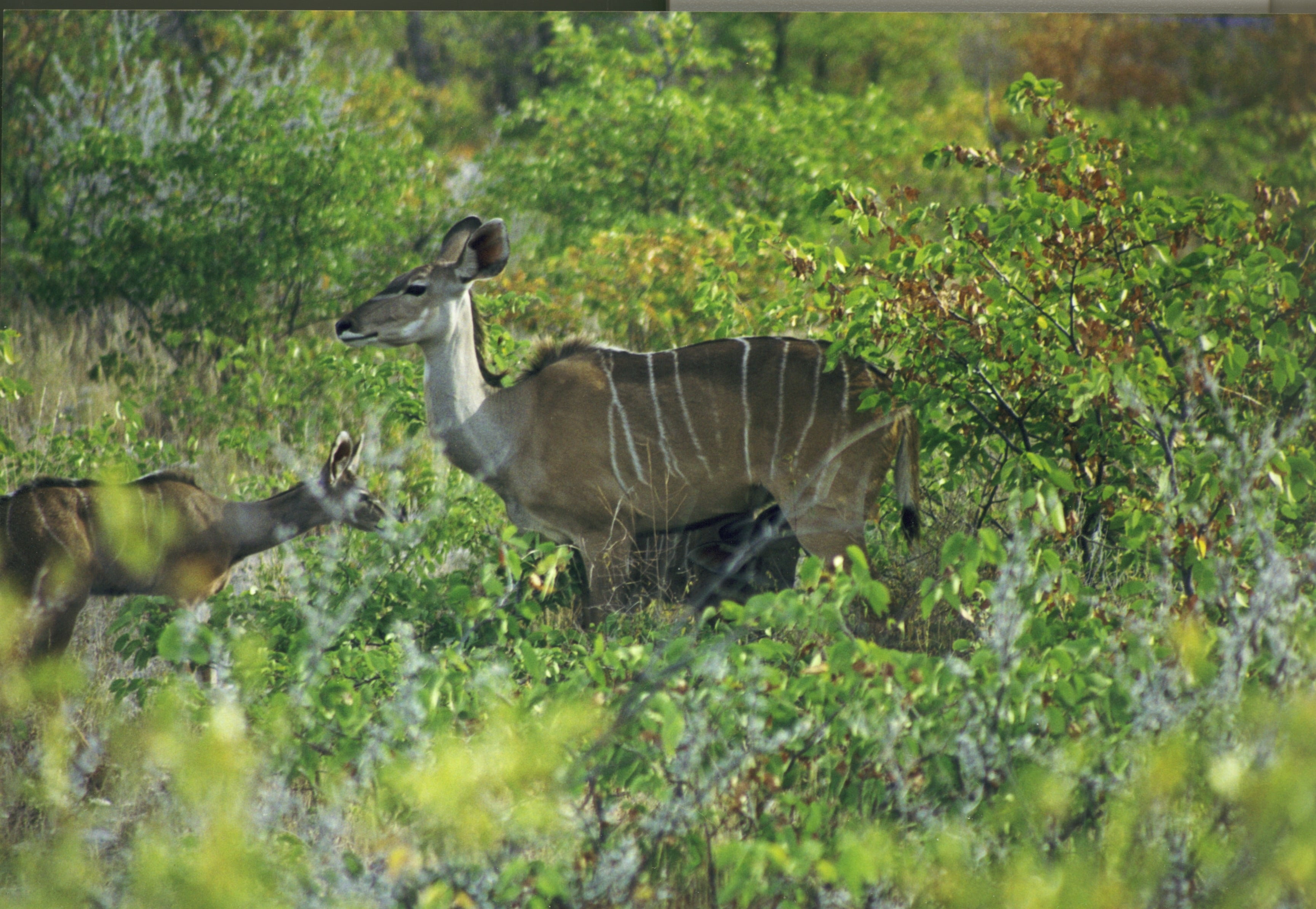 herbivorous, large kudu, land, field, animal wildlife, animal, strepsiceros, savannah, plant, two animals, side view, mammal, nature, no people, day, animals in the wild, HD Wallpaper