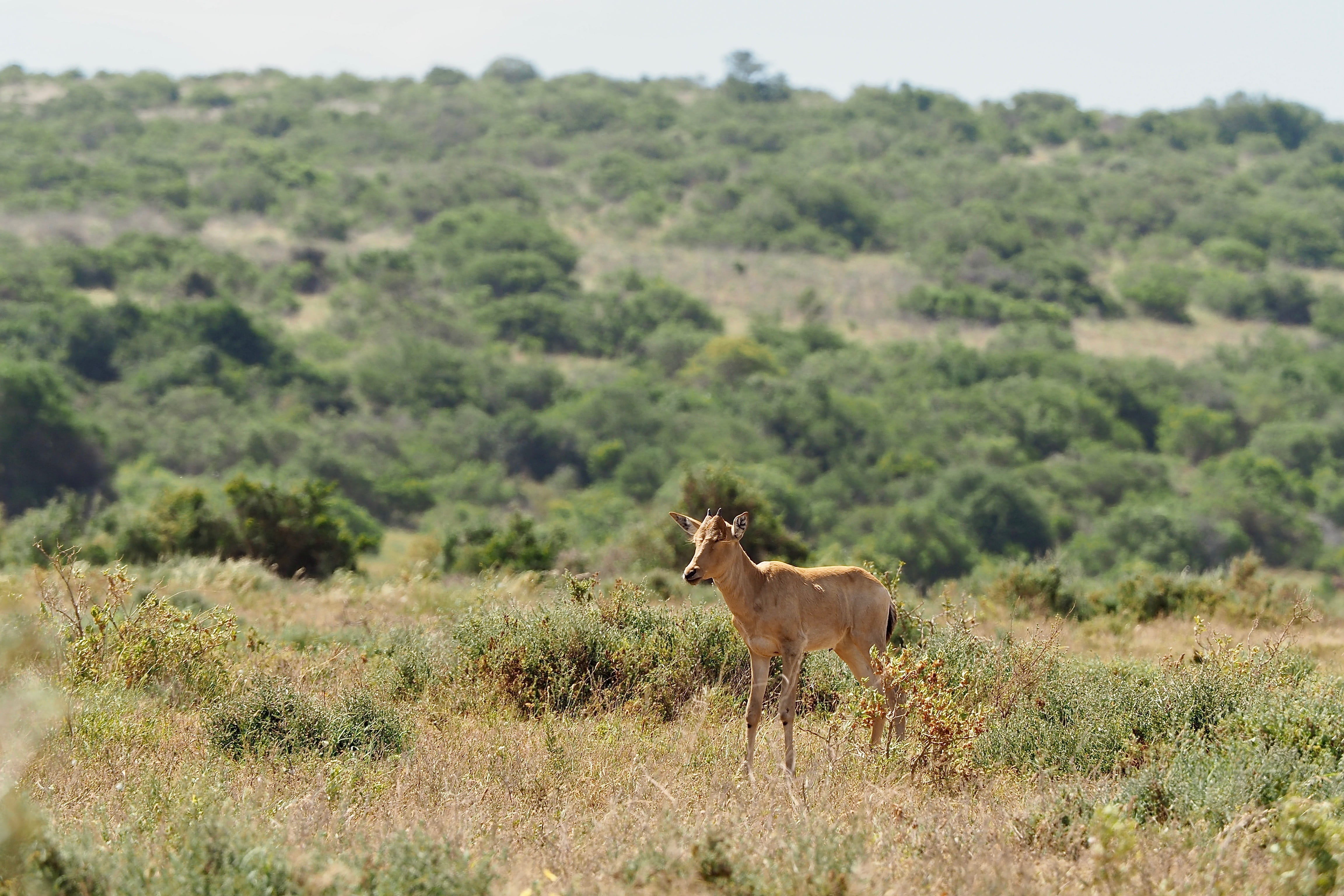 herbivorous, outdoors, one animal, animals in the wild, safari, environment, mammal, nature, addopark, standing, wilderness, domestic animals, landscape, HD Wallpaper