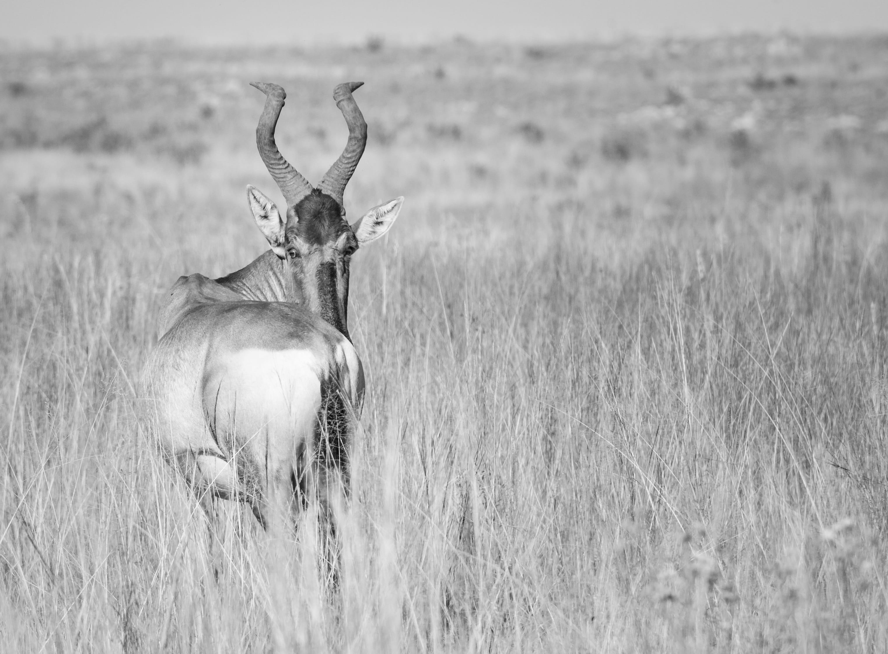 2K, field, environment, wilderness, nature, kudu, wild, antler, horns, beauty in nature, elk, one animal, buck, autumn, focus on foreground, deer, vertebrate, HD Wallpaper