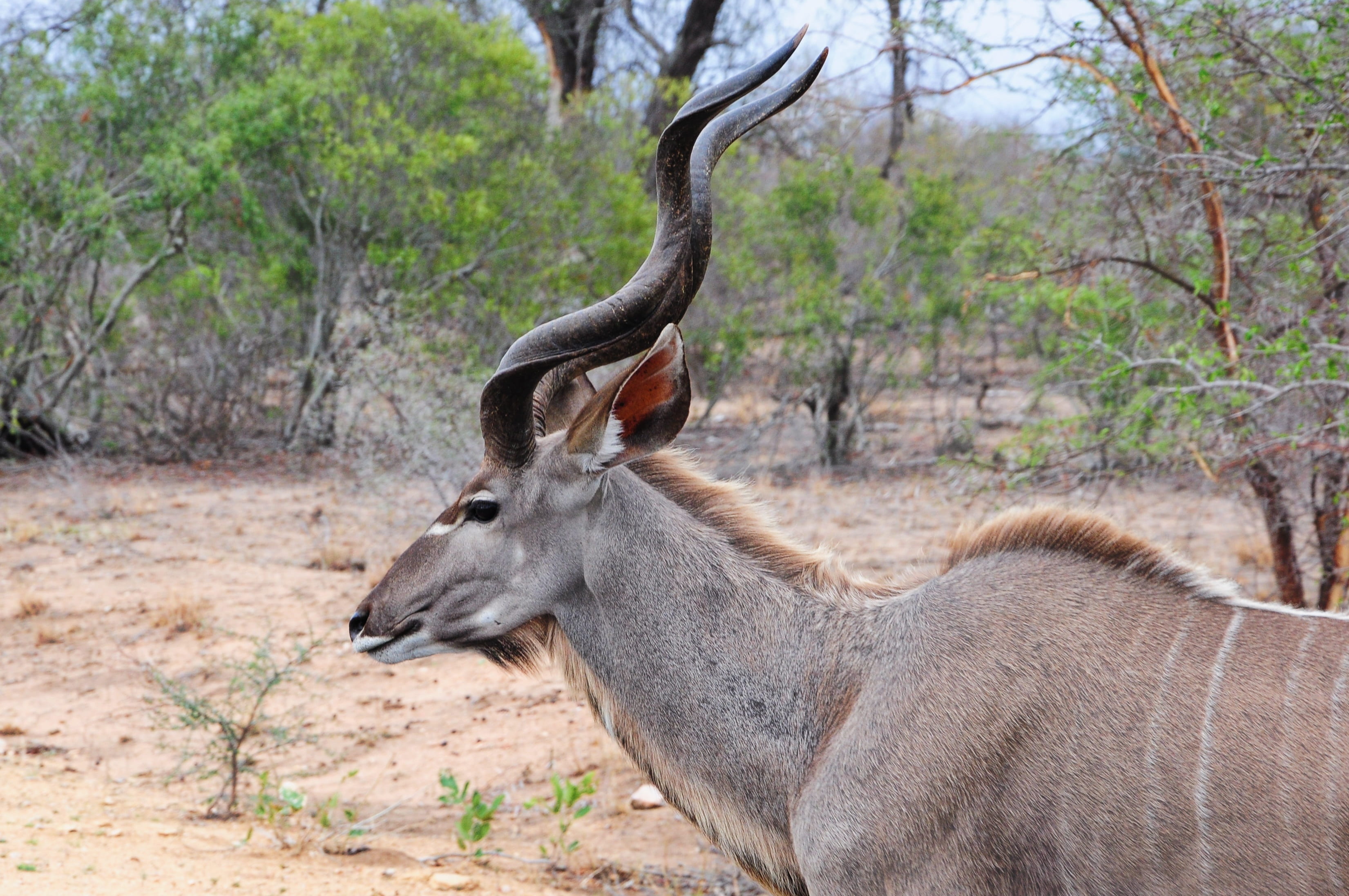 one animal, horned, day, kudu, animal themes, mammal, outdoors, 2K, tree, animal, plant, arid climate, nature, animals in the wild, vertebrate, focus on foreground, HD Wallpaper