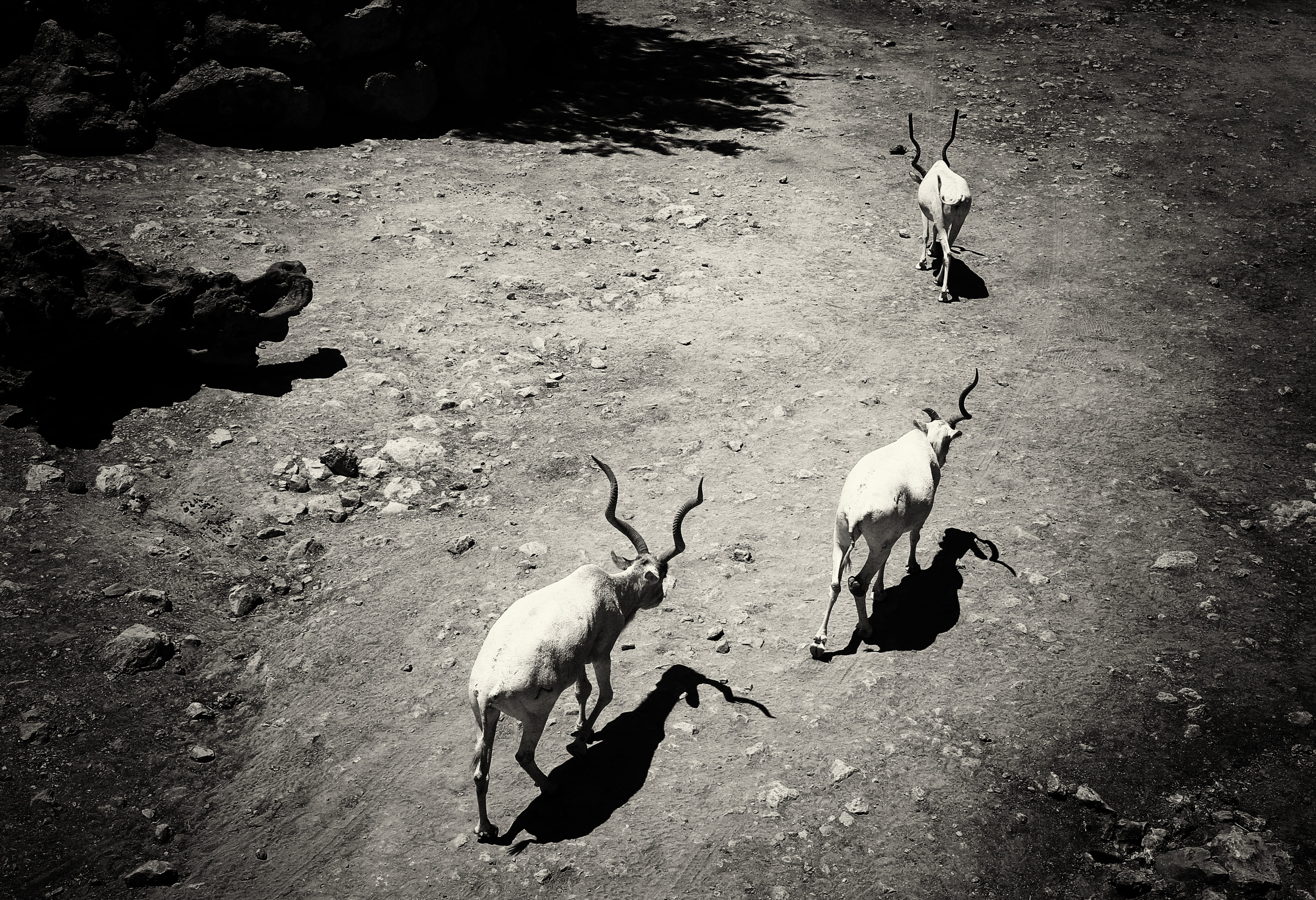 medium group of animals, wildlife, no people, sunlight, high angle view, national, zoo, kudu, animals in the wild, wild, antelope, vertebrate, flock of birds, HD Wallpaper