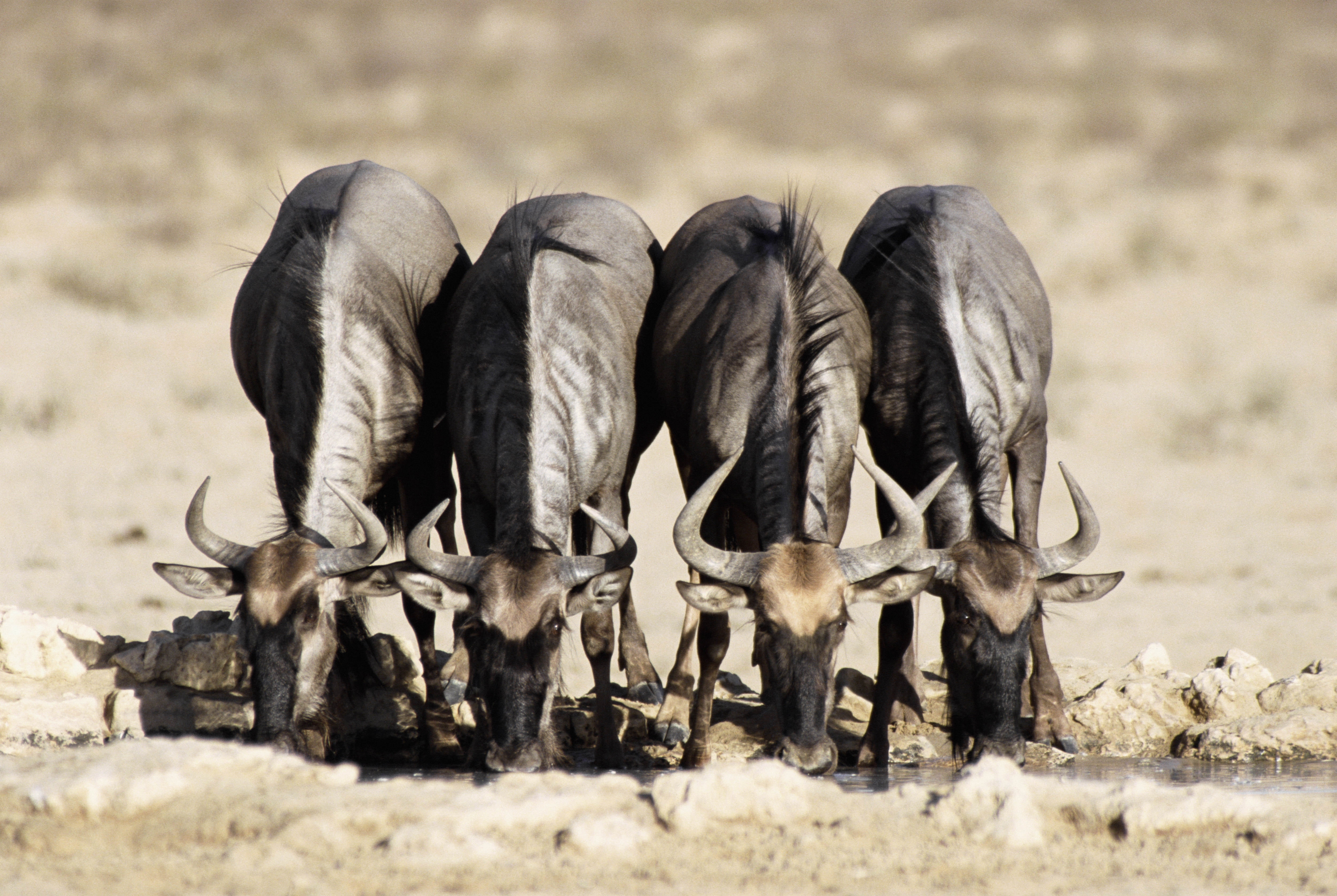 animal, no people, grass, drinking, day, grazing, agriculture, animals In The Wild, land, herd, antelope, wildlife, vertebrate, livestock, four, safari Animals, HD Wallpaper