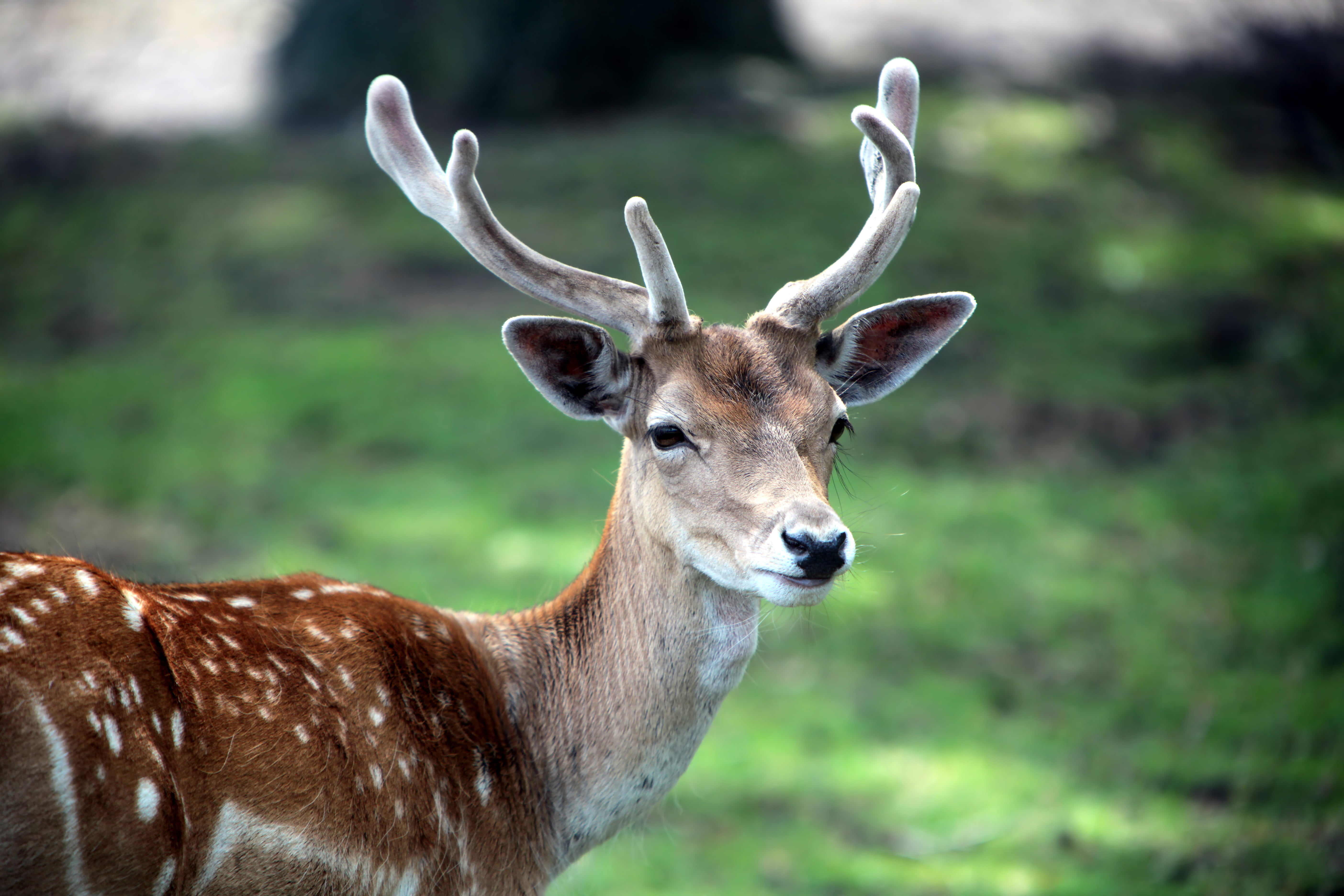 focus on foreground, face, wildlife, national Park, animals In The Wild, opytnoe, beauty In Nature, animal wildlife, field, antelope, africa, animal themes, HD Wallpaper