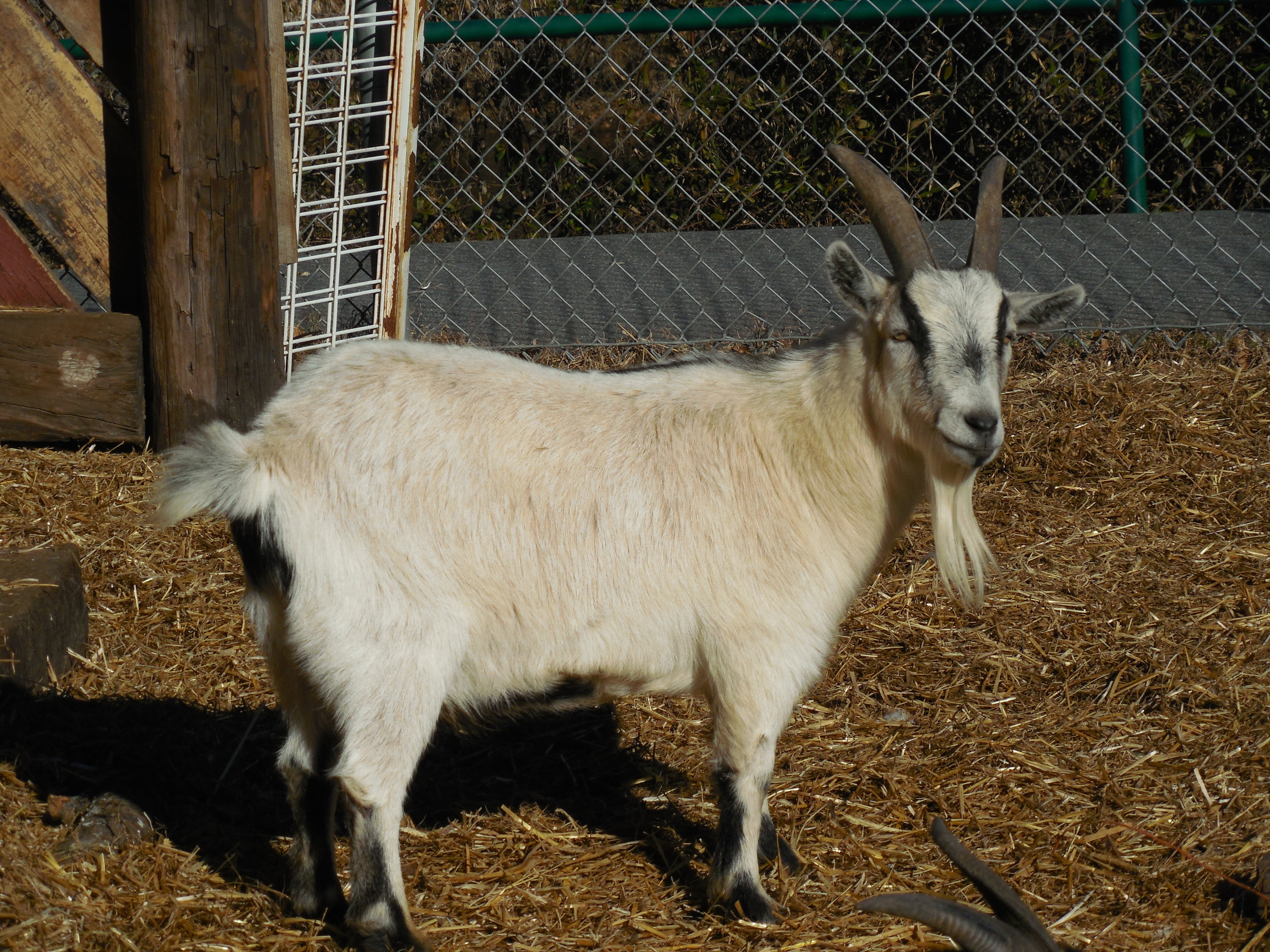 goat, white, stall, young animal, beard, wooden, stable, pet, mammal, nanny, standing, hairy, no people, one animal, fence, breed, rural, kid goat, domestic animals, HD Wallpaper