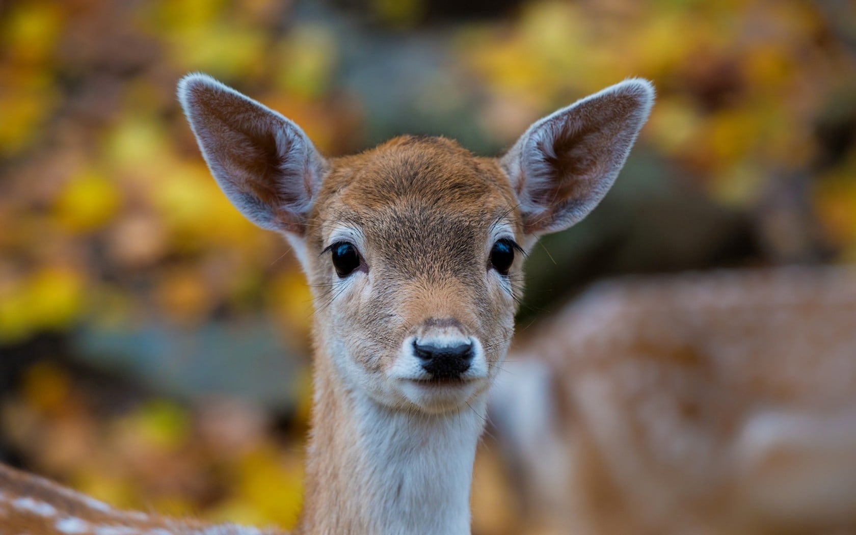doe, forest, outdoors, whisker, animal Head, fur, focus on foreground, animals And Pets, looking, close-up, cute, one Animal, wildlife, 720P, stag, animals In The Wild, HD Wallpaper