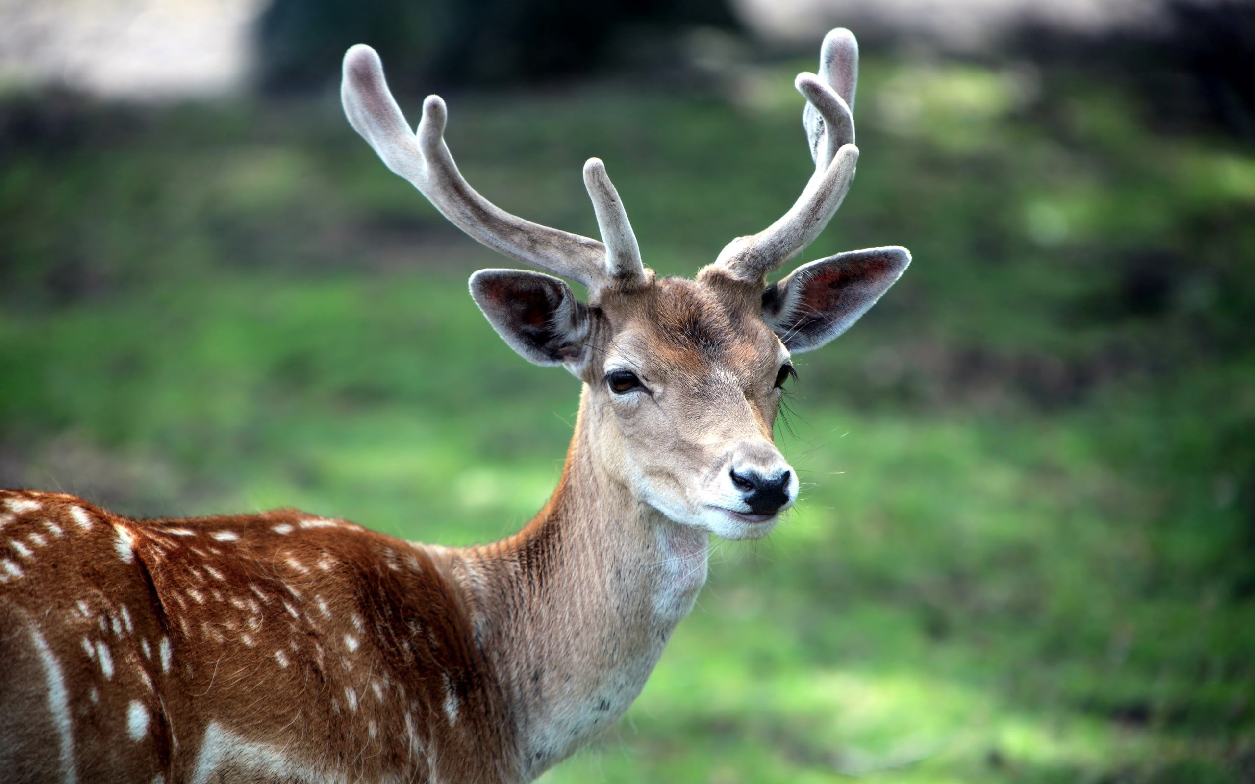 brown, no people, mammal, nature, domestic animals, stag, herbivorous, wood, animal wildlife, deer, spotted, wild Animals, standing, hoofed Mammal, wildlife, HD Wallpaper