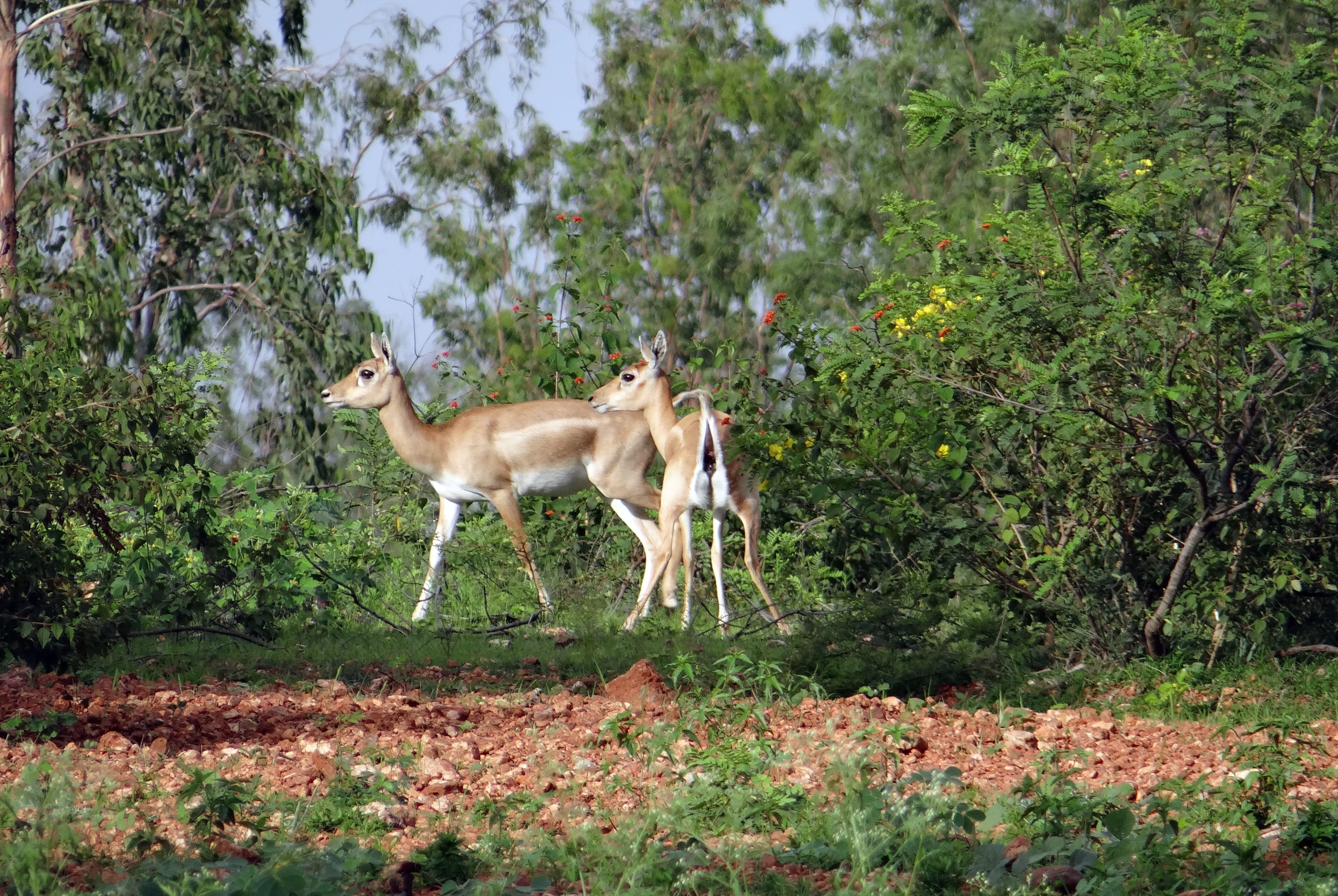 india, wilderness Area, vertebrate, Ranebennur, plant, domestic animals, herbivorous, domestic, hoofed Mammal, outdoors, 4K, grass, one animal, no people, HD Wallpaper