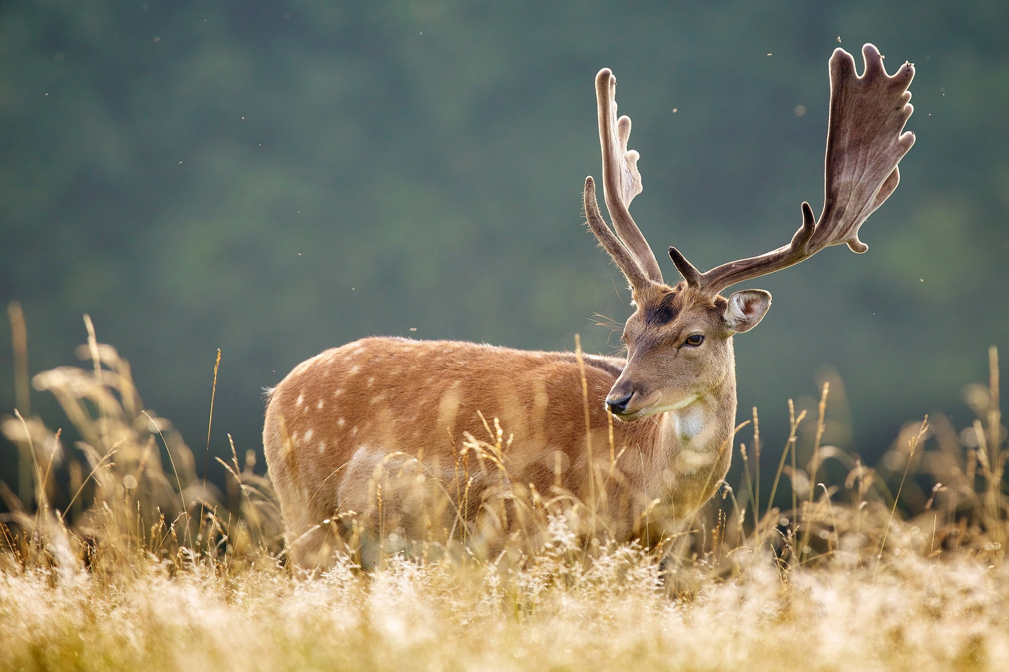 grass, hoofed Mammal, doe, summer, nature, stag, animal themes, one Animal, antler, animal wildlife, animal, animals In The Wild, wildlife, spotted, plant, HD Wallpaper