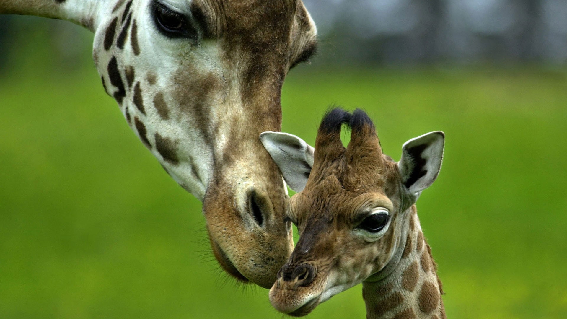 animal Neck, young Animal, green Color, head, outdoors, giraffe, brown, animal Eye, cute, nature, macro, zoo, no people, shot, looking, hoofed Mammal, focus on foreground, HD Wallpaper