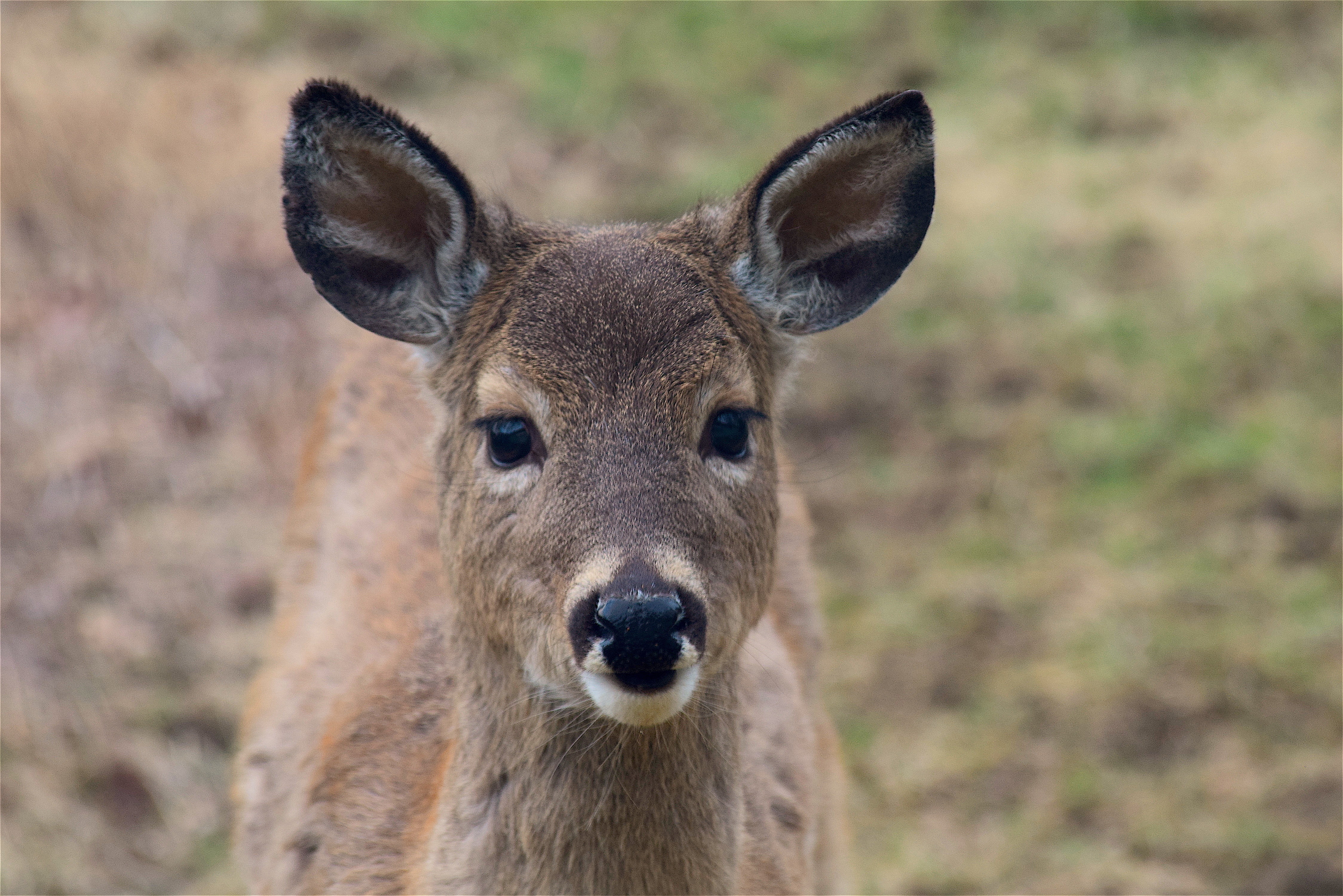 muzzle, 4K, standing, animal, forest, animal body part, day, outdoors, wilderness Area, kangaroo, herbivorous, grass, animals In The Wild, mammal, animal eye, HD Wallpaper