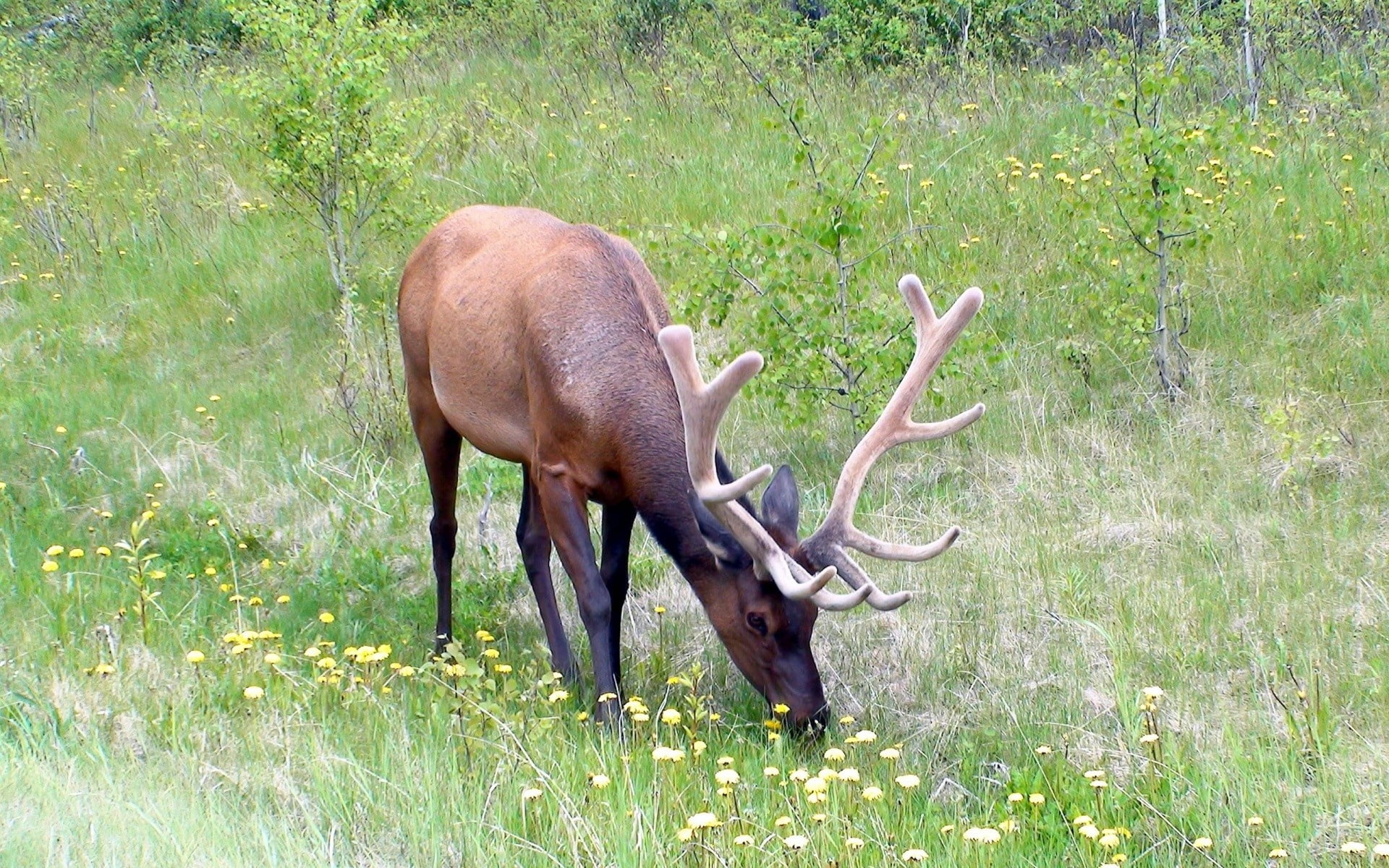 agriculture, animals In The Wild, animal wildlife, grass, domestic animals, vertebrate, mammal, animal themes, black, hoofed Mammal, deer, field, meadow, HD Wallpaper