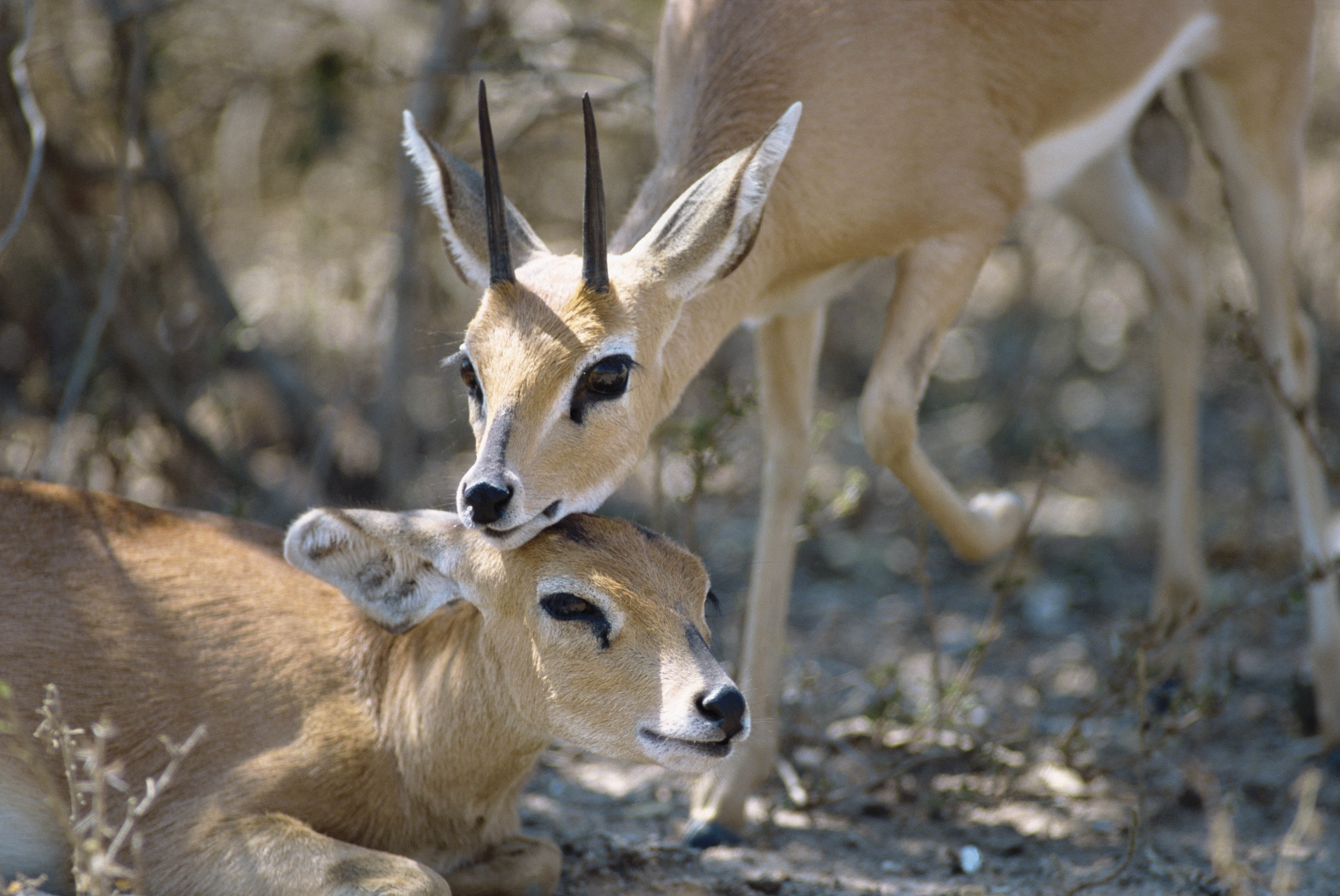 deer, wilderness Area, safari, focus on foreground, national Park, wildlife, animals And Pets, two animals, day, brown, land, grass, horned, two, domestic animals, HD Wallpaper