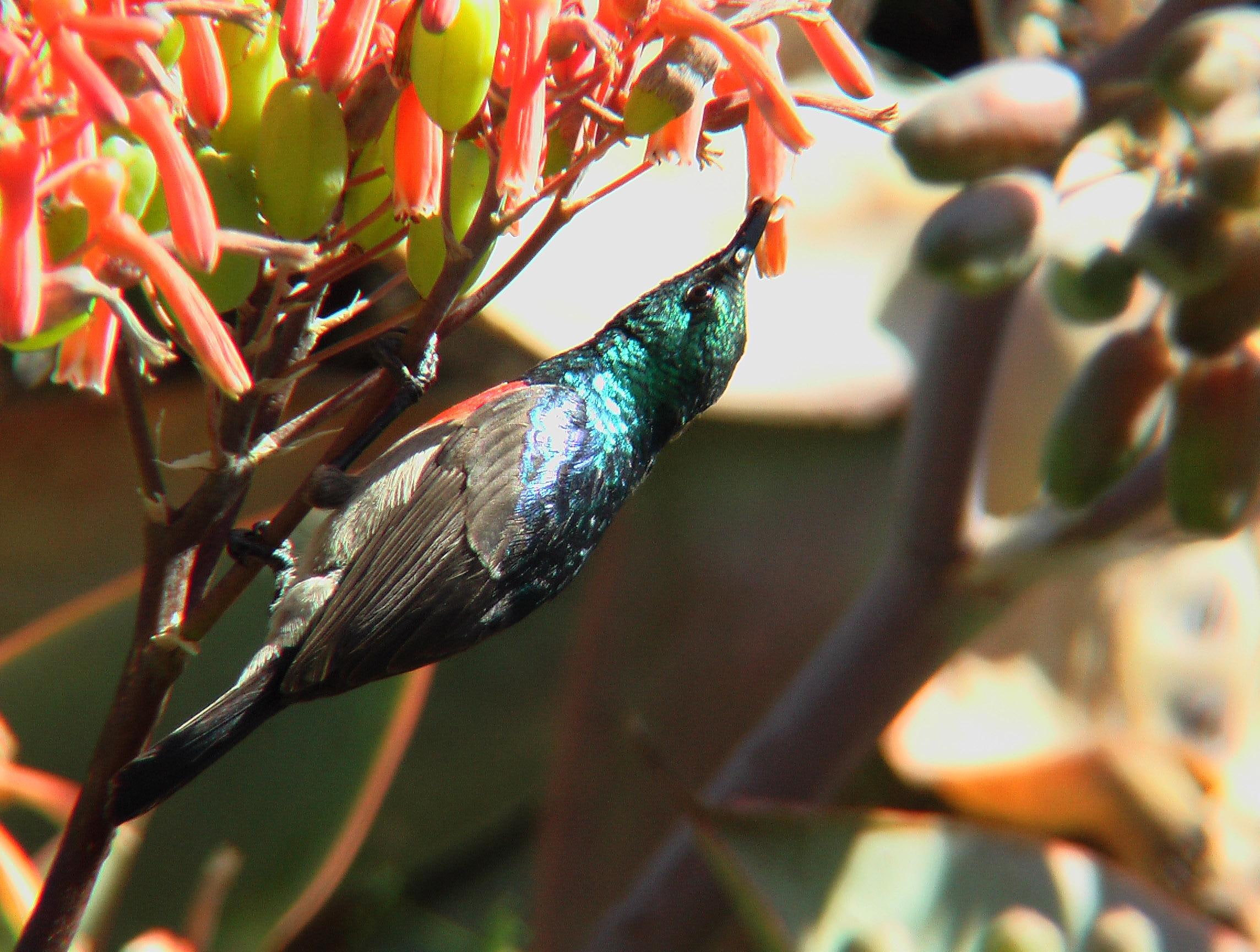 shamwari, food, flowers, sunshine, collared, sunbird, south africa, 1080P, animals, shantyman, HD Wallpaper