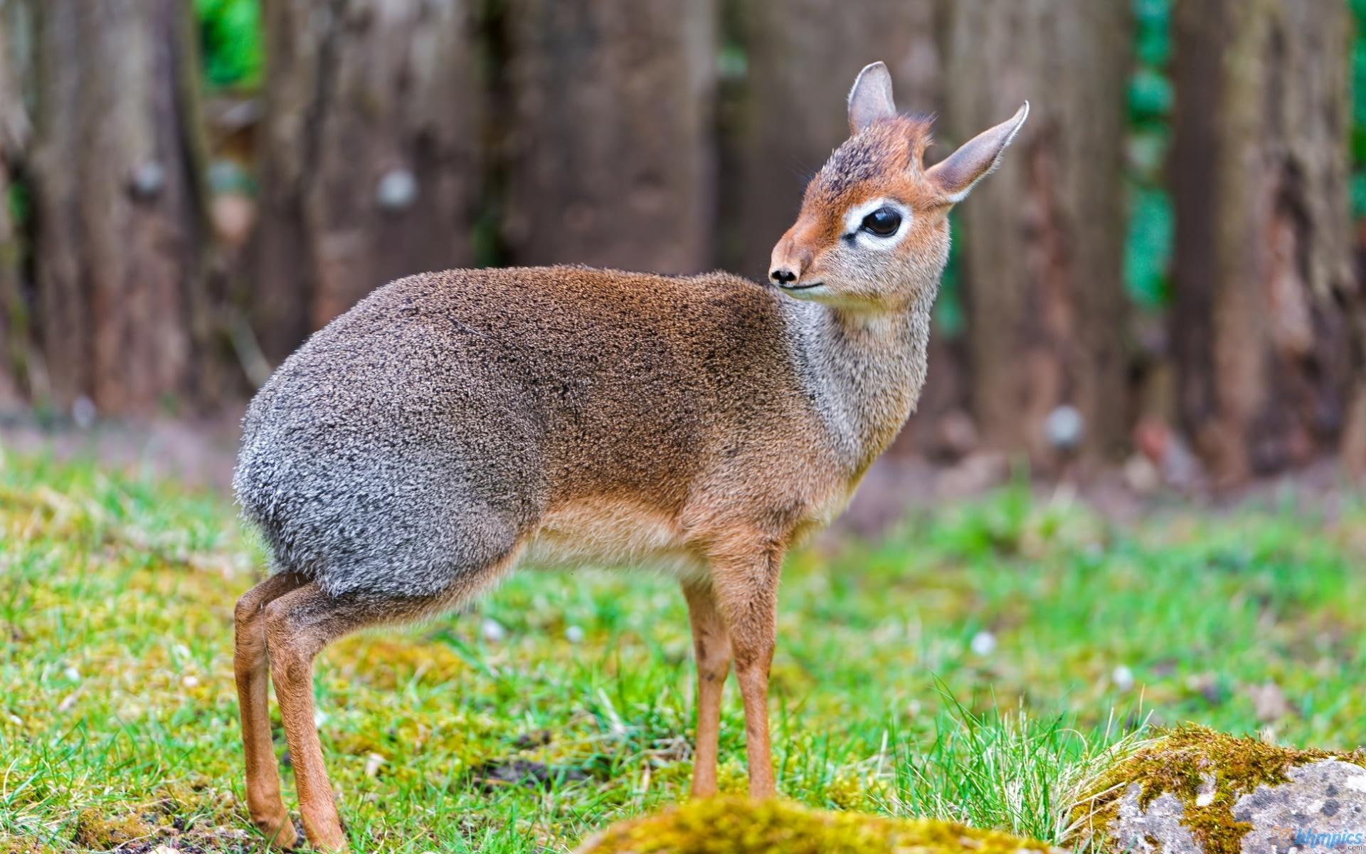 1080P, deer, lovely, dikdik, animals, antelopes, small, brown, HD Wallpaper