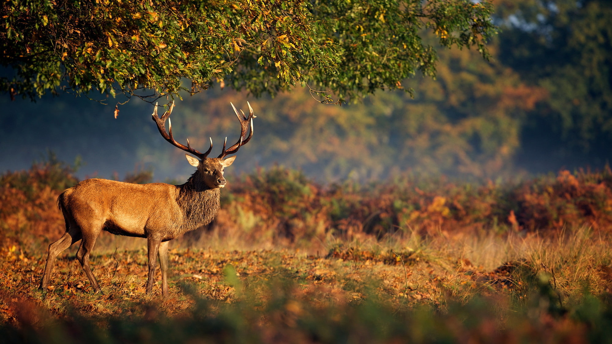 Nature, animals, horns, deer, 1080P, HD Wallpaper