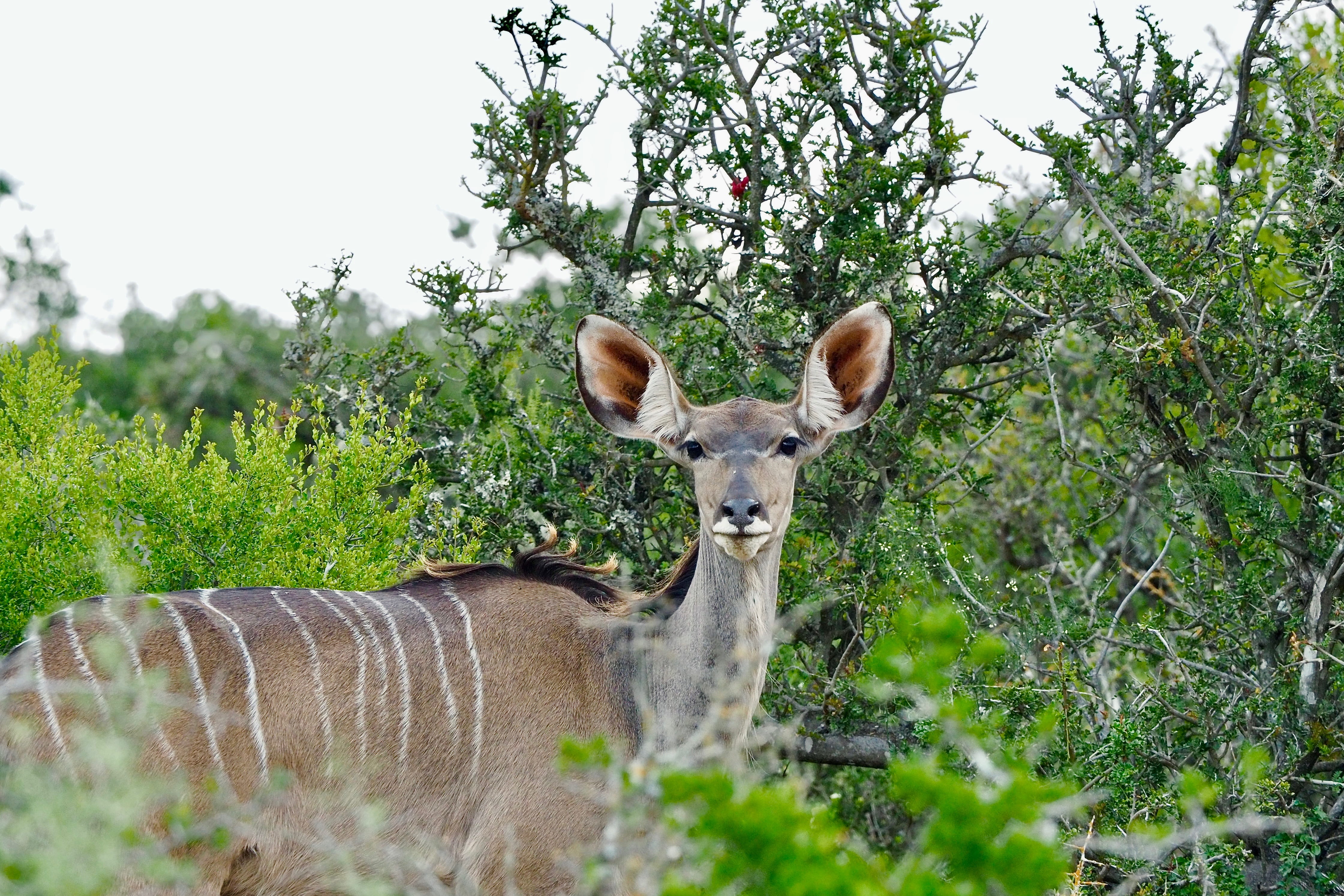 animal themes, safari, outdoors, kudu, day, south africa, animal wildlife, no people, wilderness, tree, mammal, animal, plant, animals in the wild, portrait, HD Wallpaper
