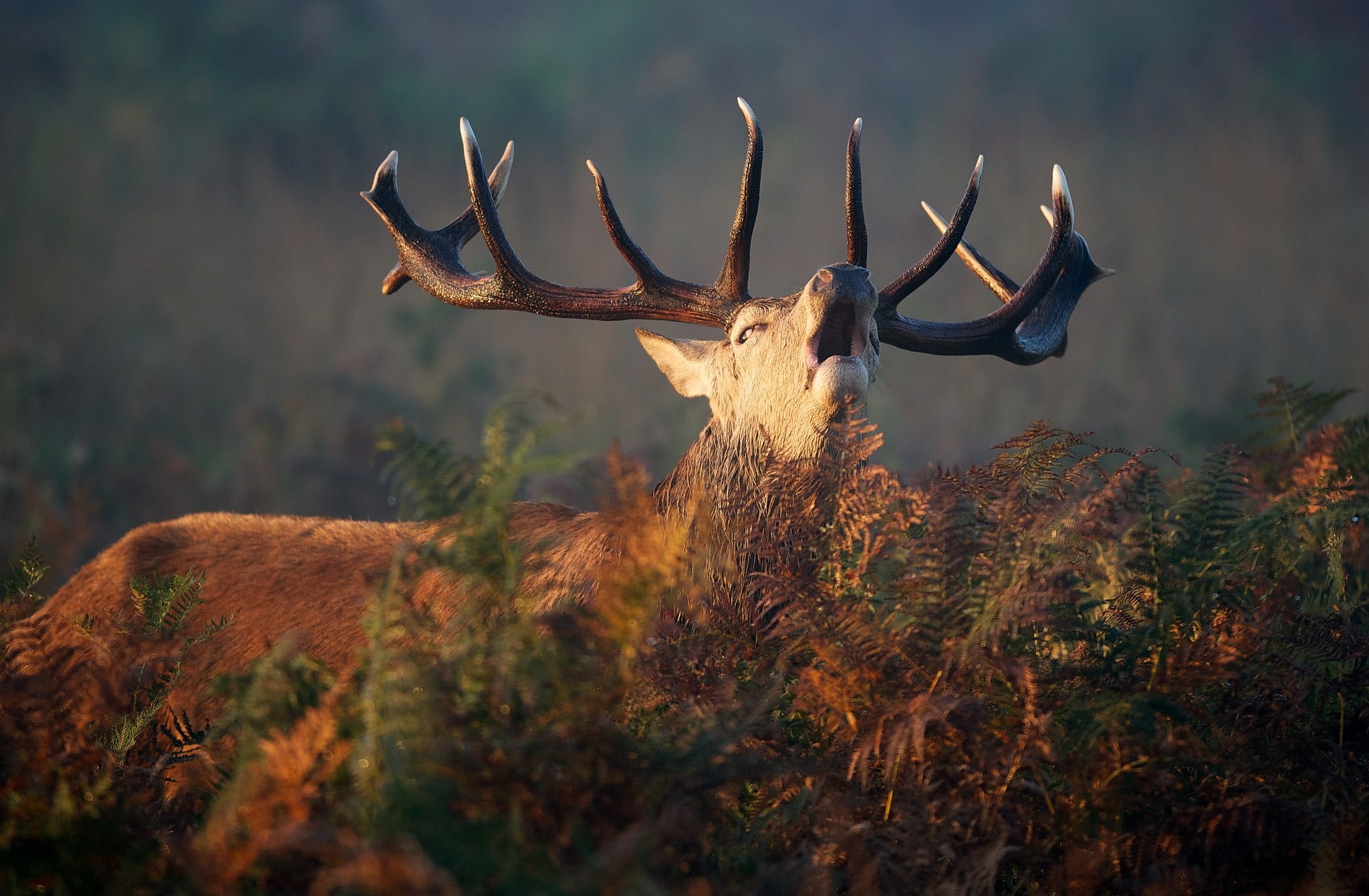 mountain, woodland, carnivore, antler, brown, outdoors, focus on foreground, animal body part, field, land, animals Hunting, day, fern, herbivorous, animal, HD Wallpaper
