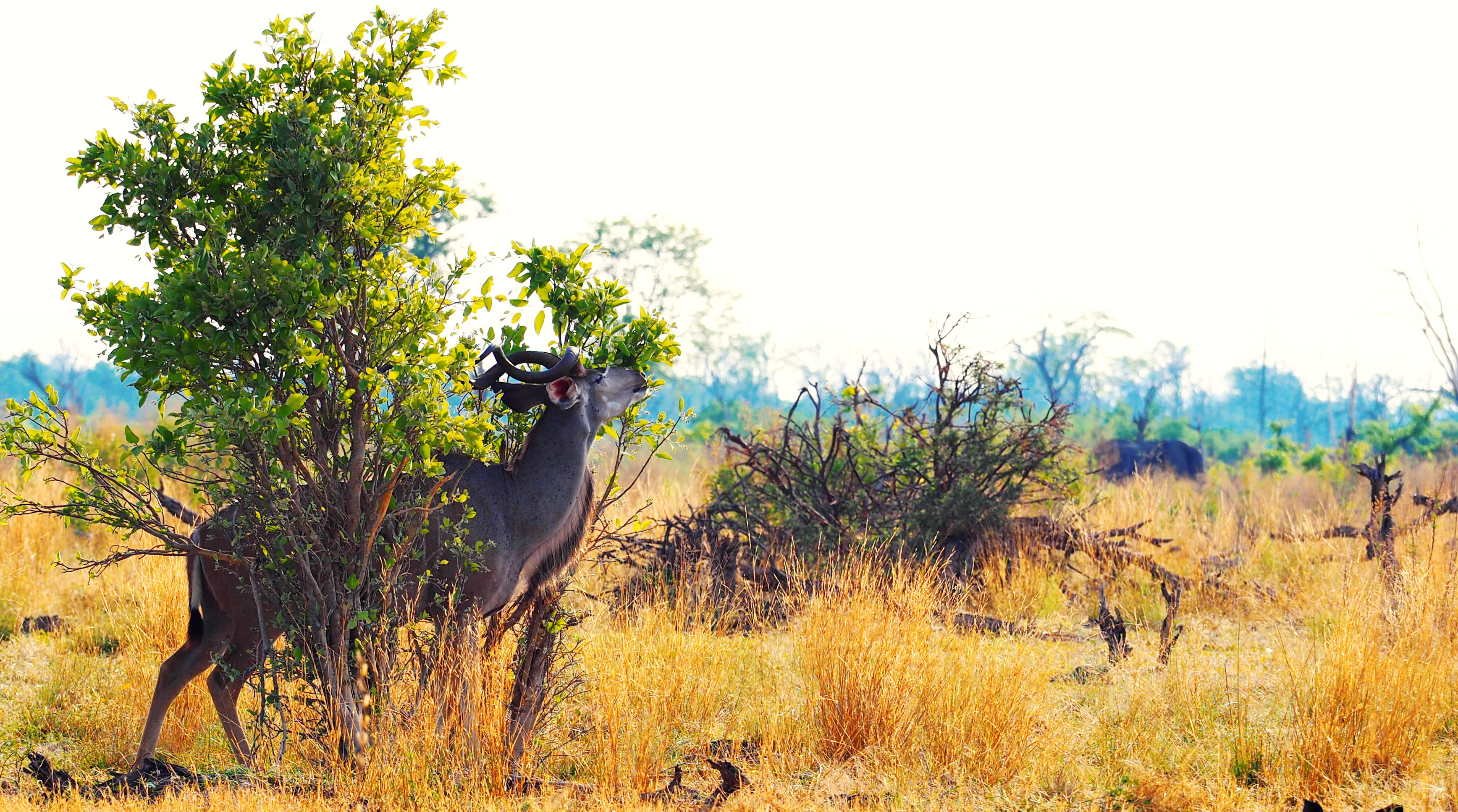 near, animal themes, mammal, field, okavangodeltum, okavango-deltum, wild, animals in the wild, animal, animal wildlife, sky, beauty in nature, landscape, HD Wallpaper