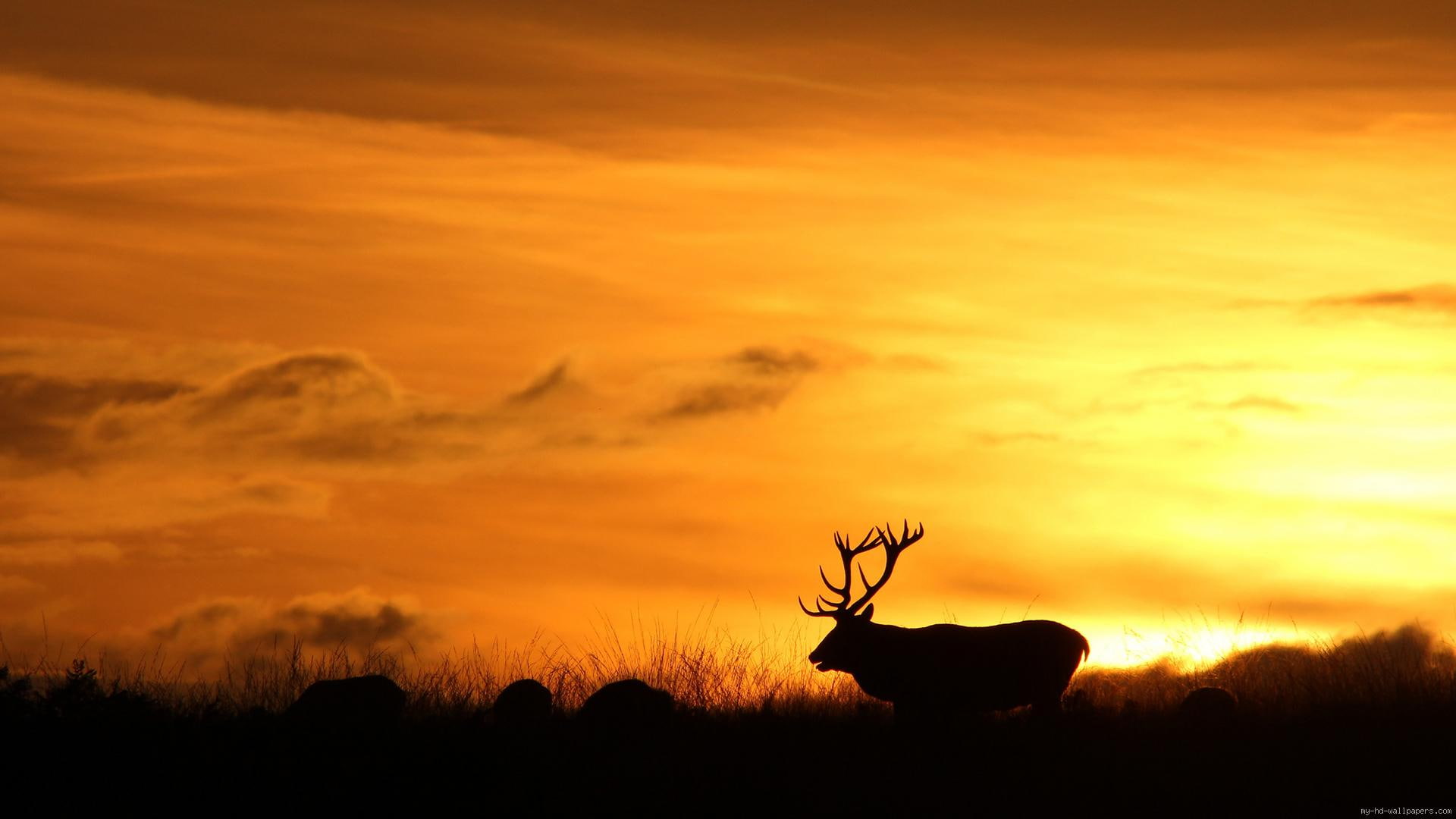 animal, silhouette, deer, moose, 1080P, sunset, HD Wallpaper