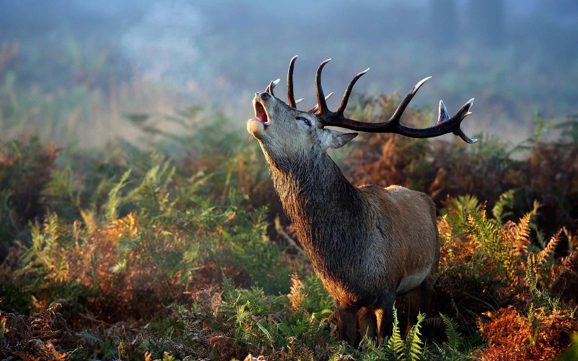 Morning, 1080P, Grass, Deer, Fern, horn, Autumn, HD Wallpaper