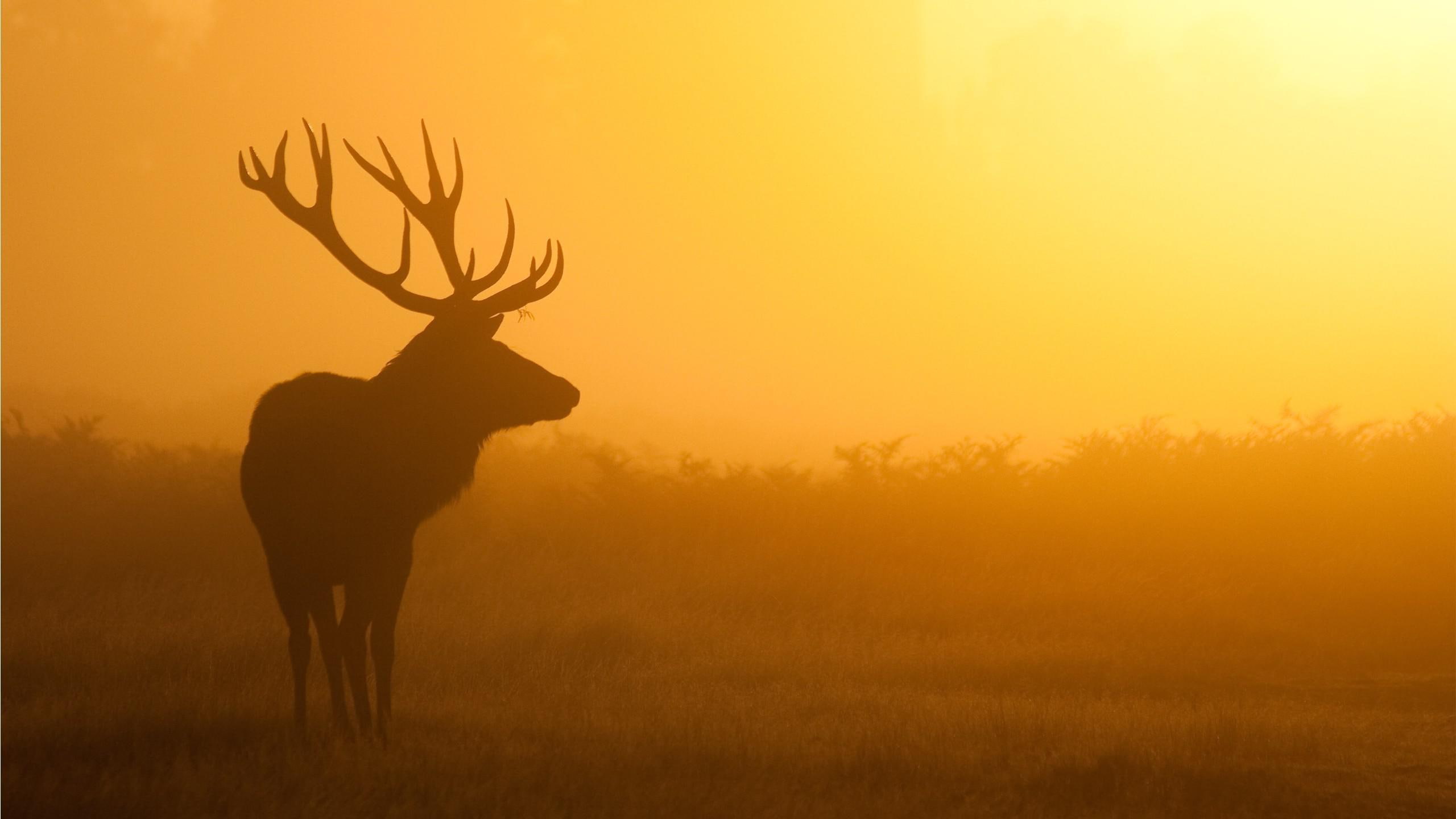 2K, 2560x1440, animals, moose, deer, silhouette, brown, HD Wallpaper