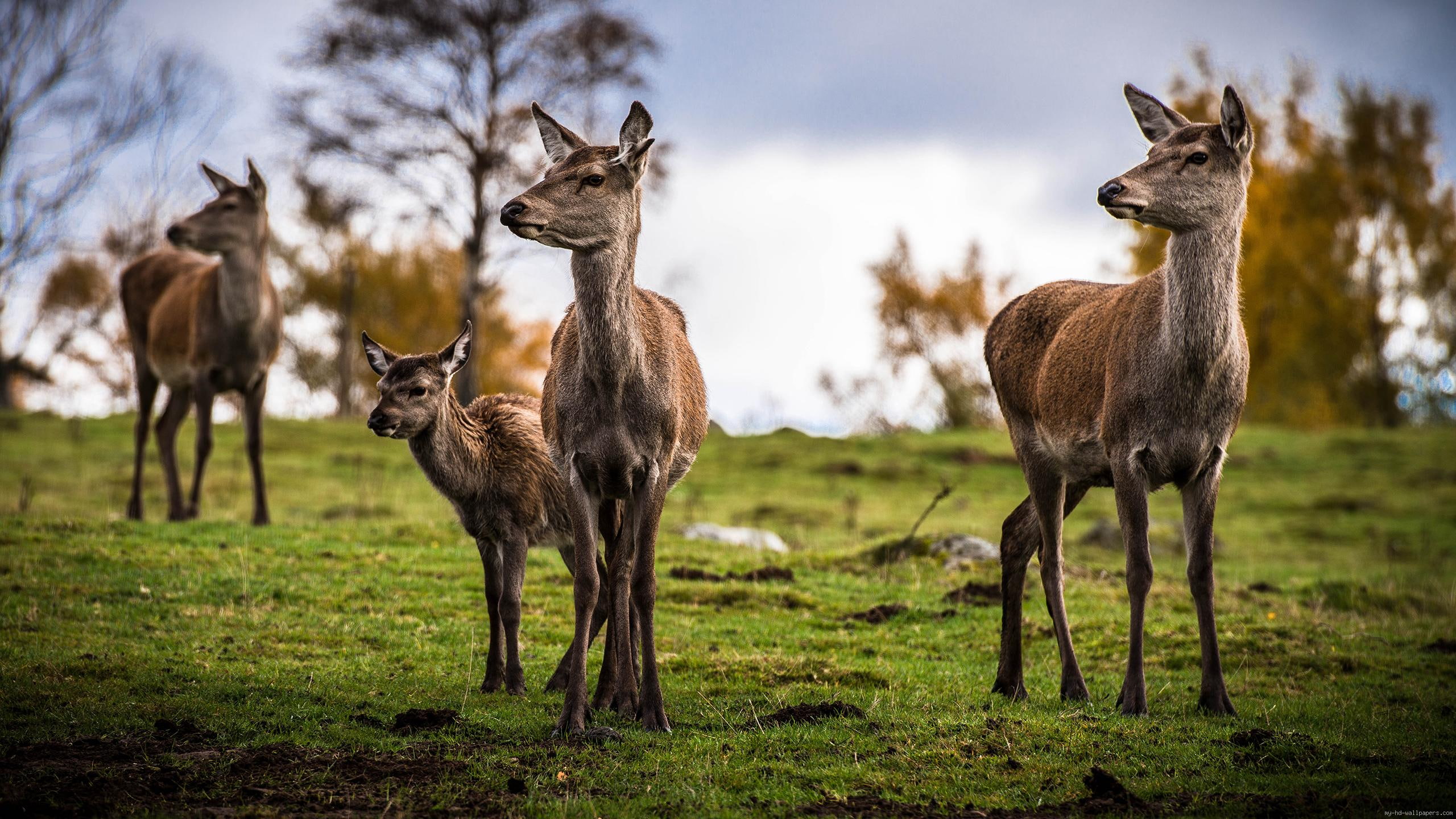 grass, animal, deer, green, s, 2K, HD Wallpaper