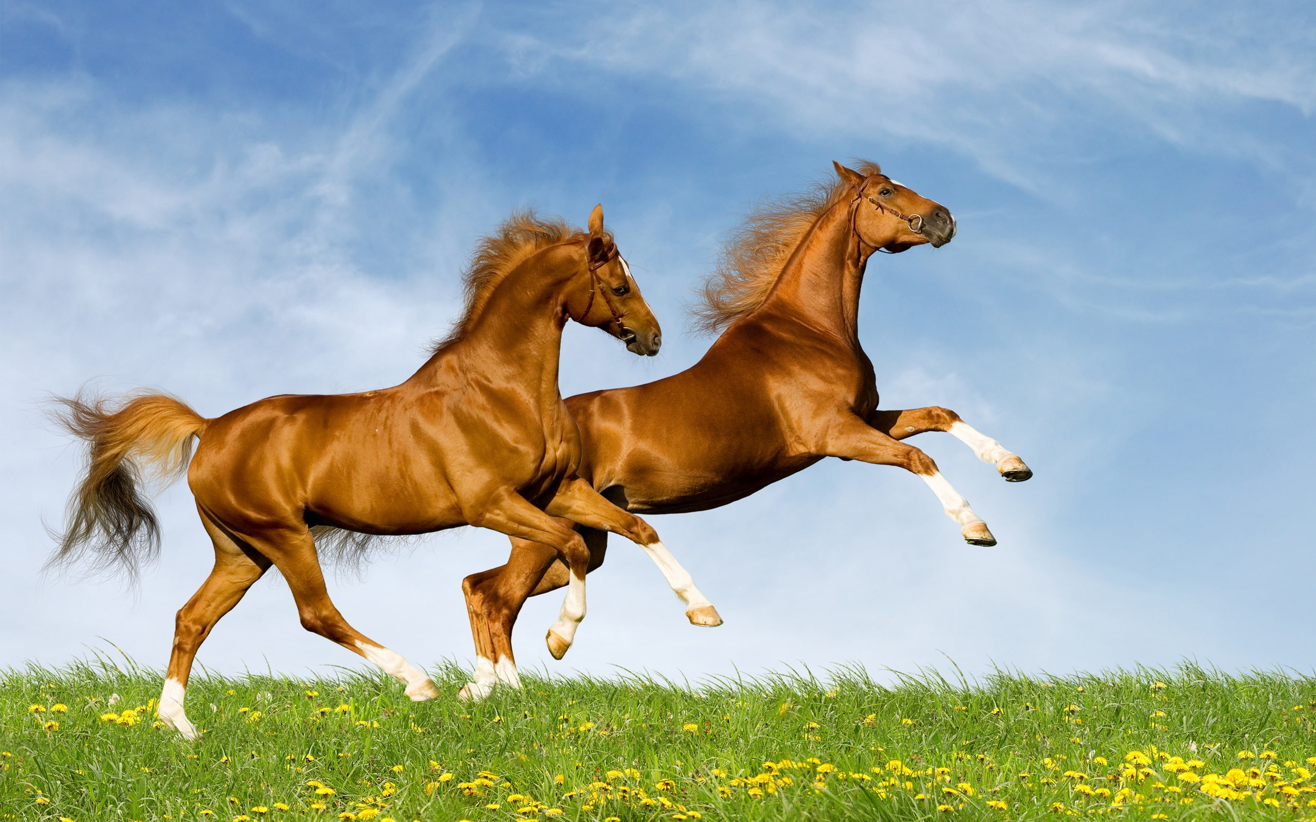 Two, 2K, Horse, horses, HD Wallpaper