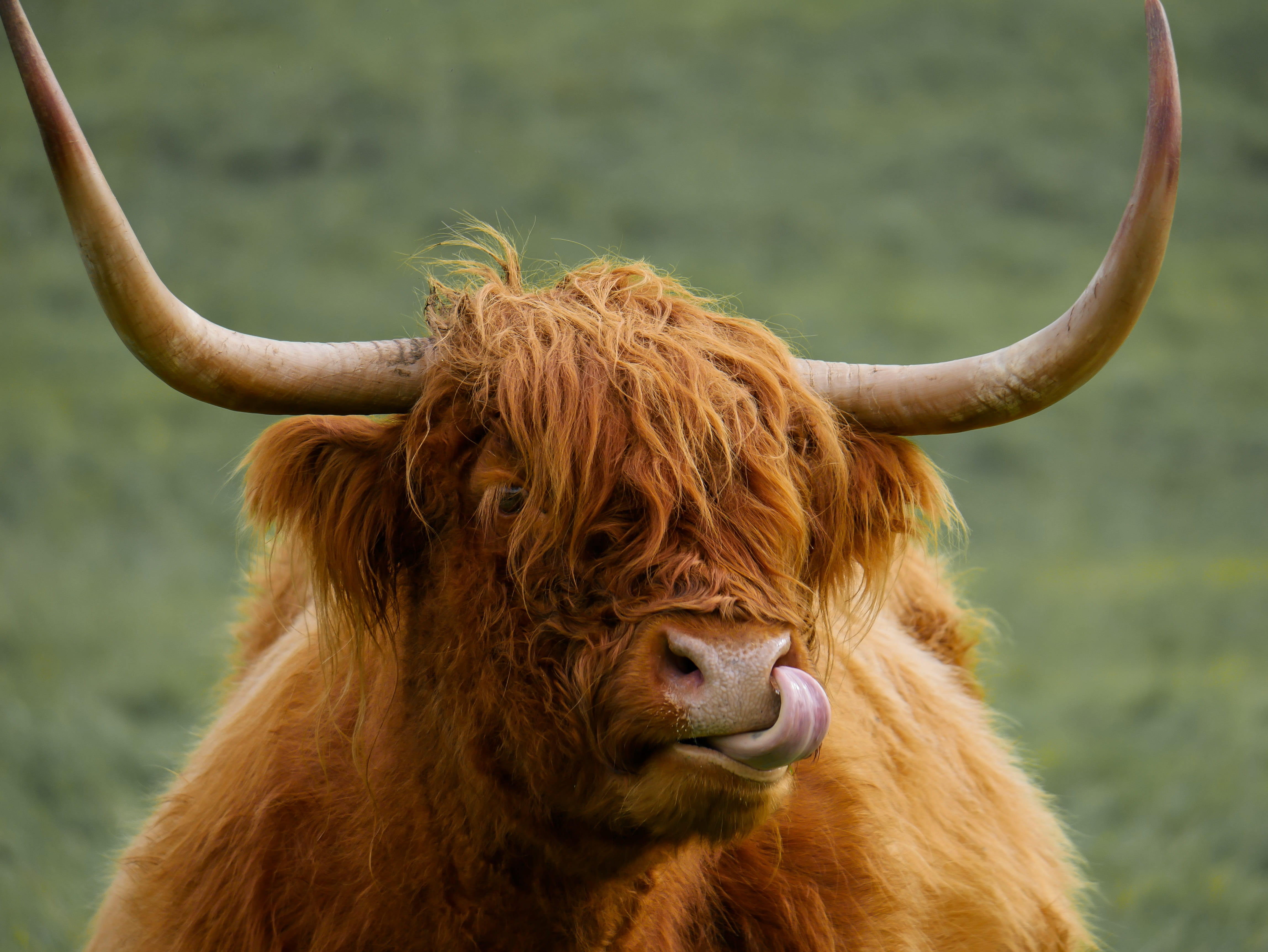 shaggy, meadow, field, pets, hair, 4K, photography, highland cattle, vertebrate, horned, cattle, scotland, scotland beef, mammal, animal head, animal hair, HD Wallpaper