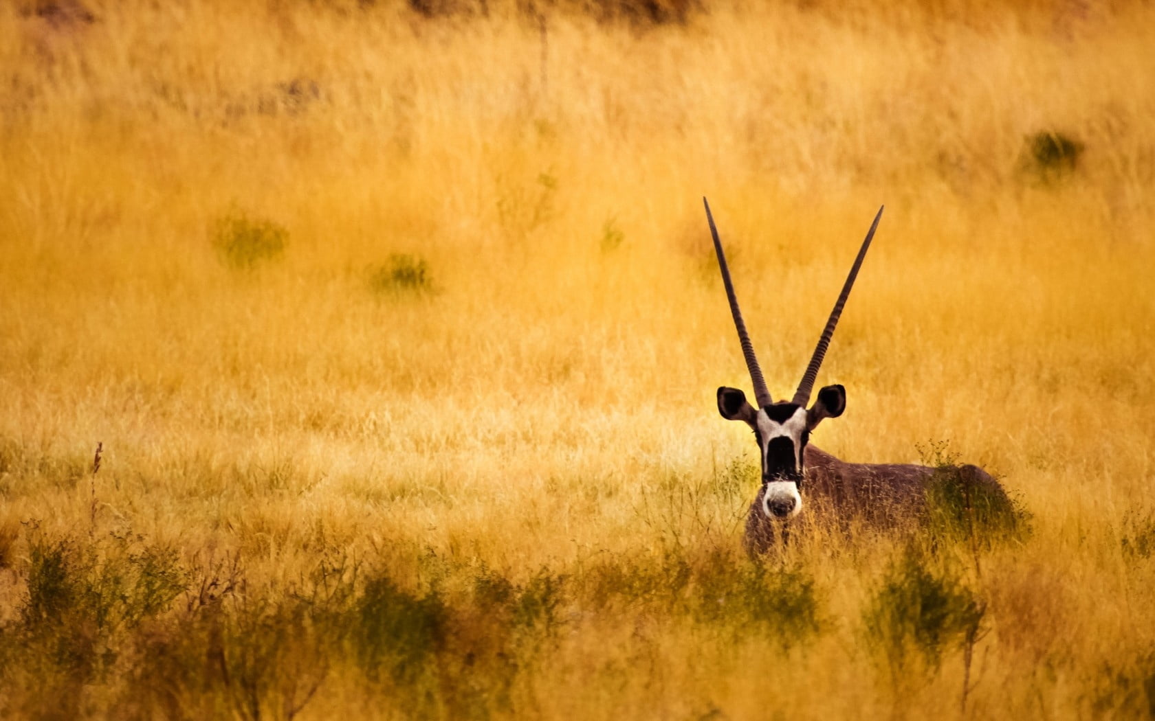 beauty In Nature, land, animals And Pets, savanna, animal, nature, horned, travel destinations, plain, plant, 720P, sunlight, deer, mammal, one animal, HD Wallpaper