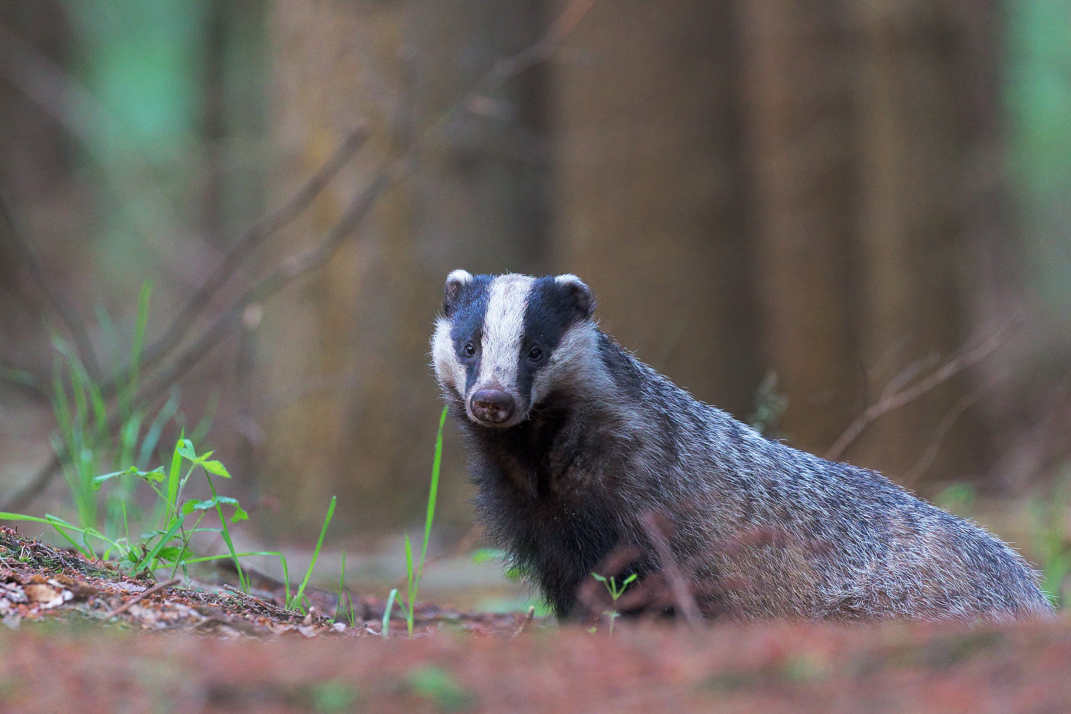 outdoors, wildlifephotography, 2K, vertebrate, land, photo, animals in the wild, animal wildlife, forest, wildlife, grass, mammal, nature, near, selective focus, HD Wallpaper