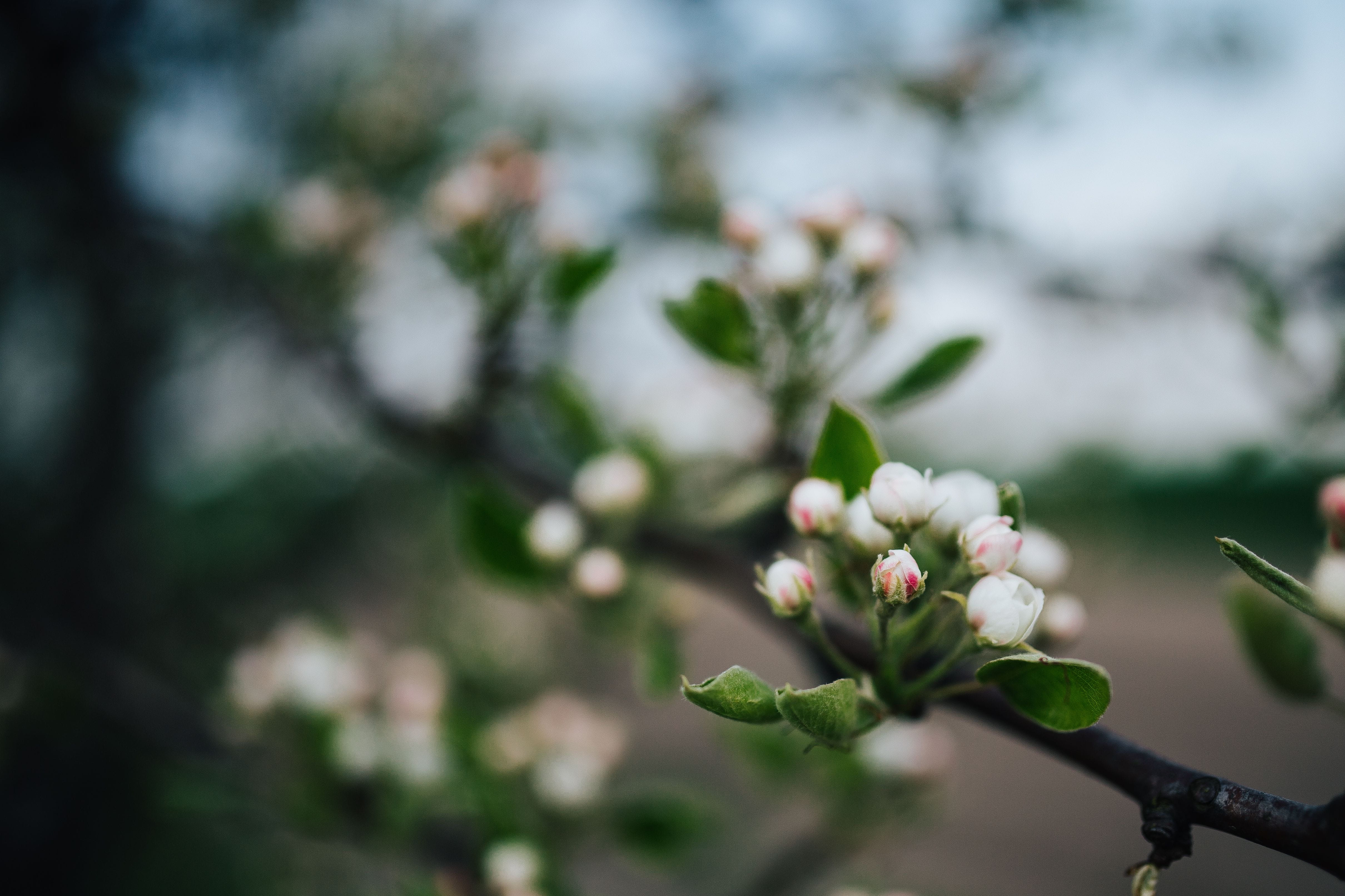 day, green Color, focus on foreground, close, vulnerability, trees, fruit, plant part, inflorescence, Close-ups, branch, buds, freshness, macro, beauty In Nature, HD Wallpaper