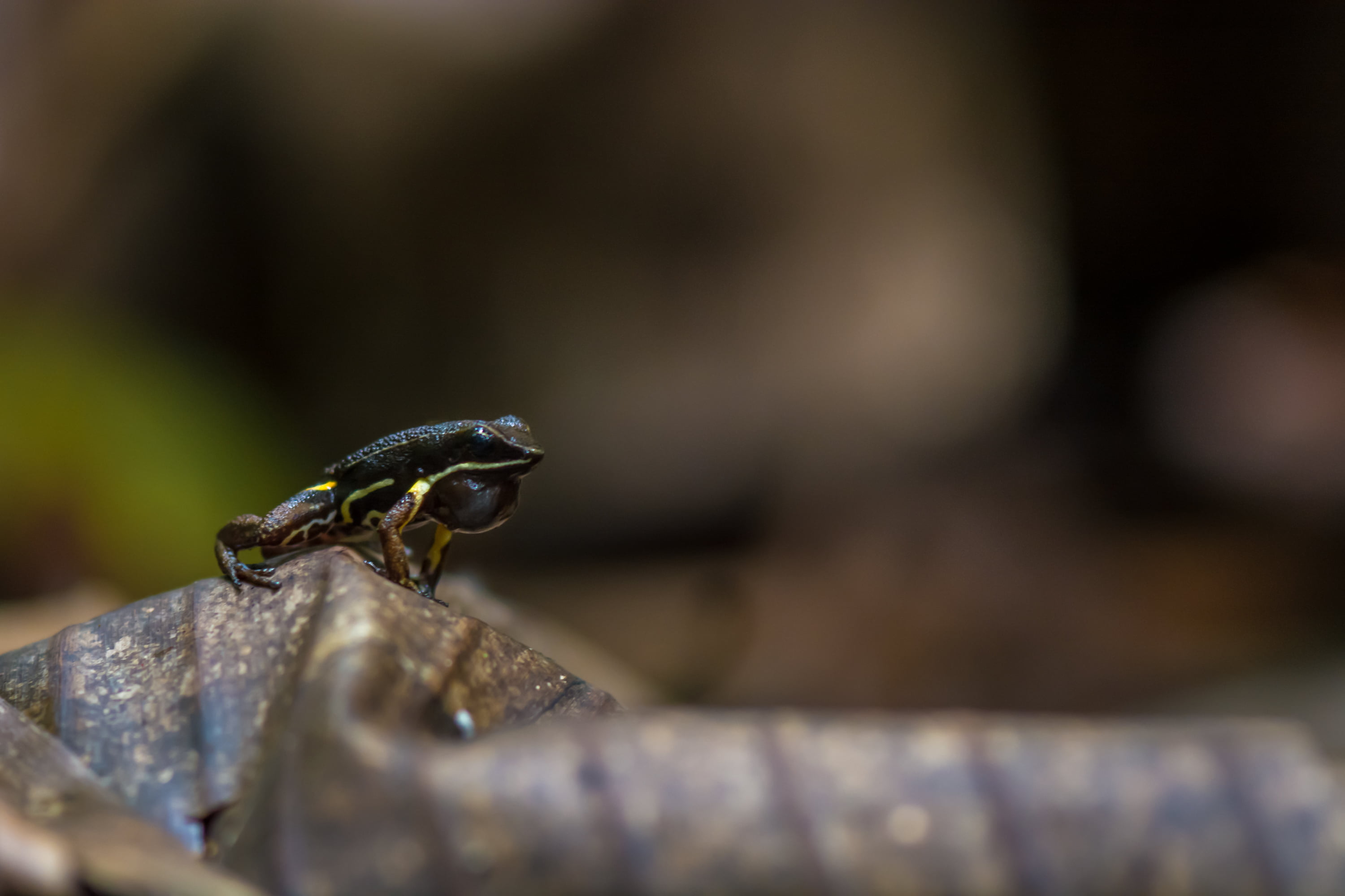 animal, 2K, colombia, wildlife, amazon, close-up, black, beetle, nature, frog, poison, macro photography, nikon  d7100, black frog, macro, allobates  femoralis, HD Wallpaper