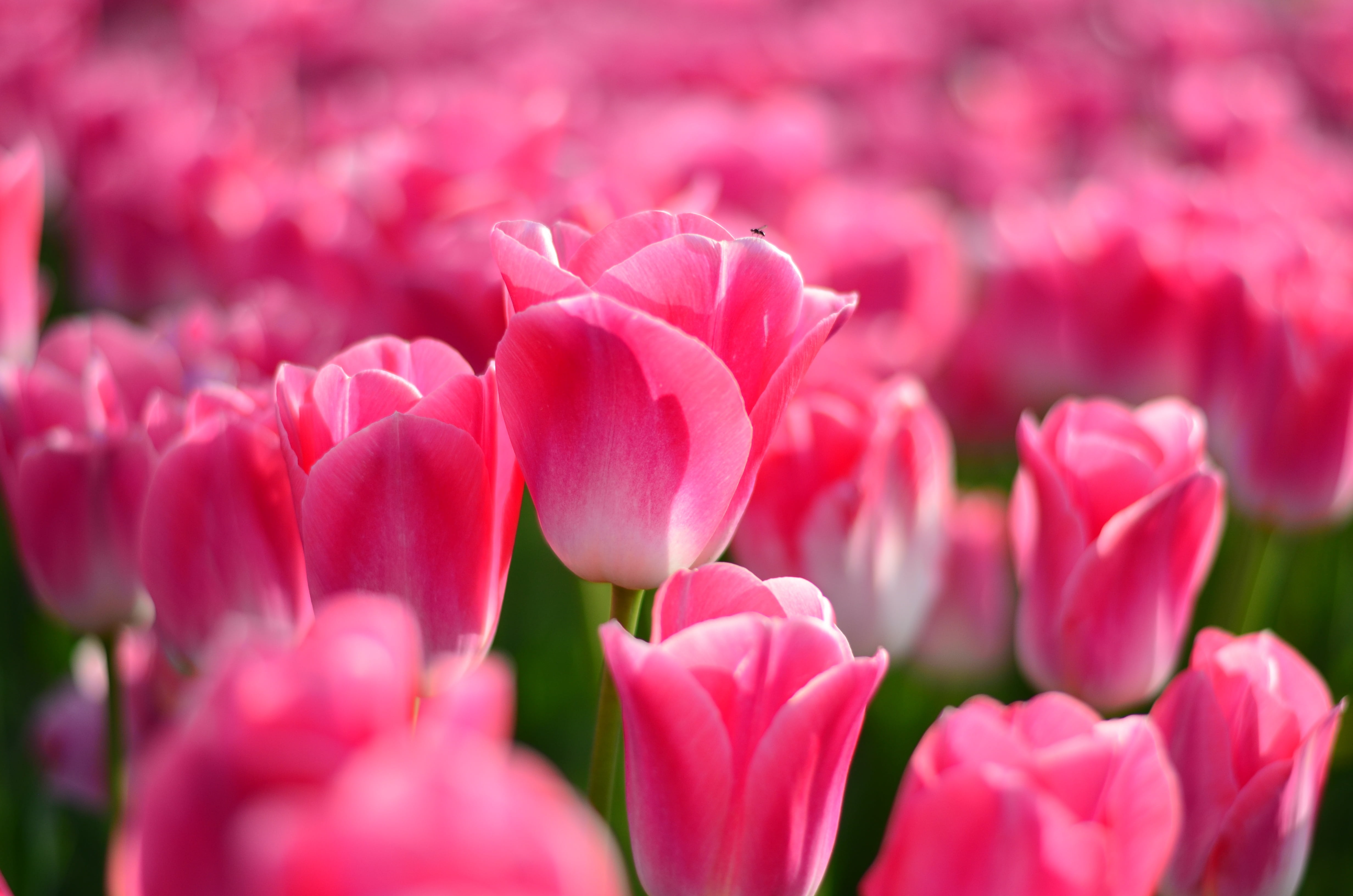 tulips, gardening, turkey, spring flowers, flower picture, selective focus, green, 4K, detail, season, beautiful flower, close-up, pink Color, vivid color, HD Wallpaper