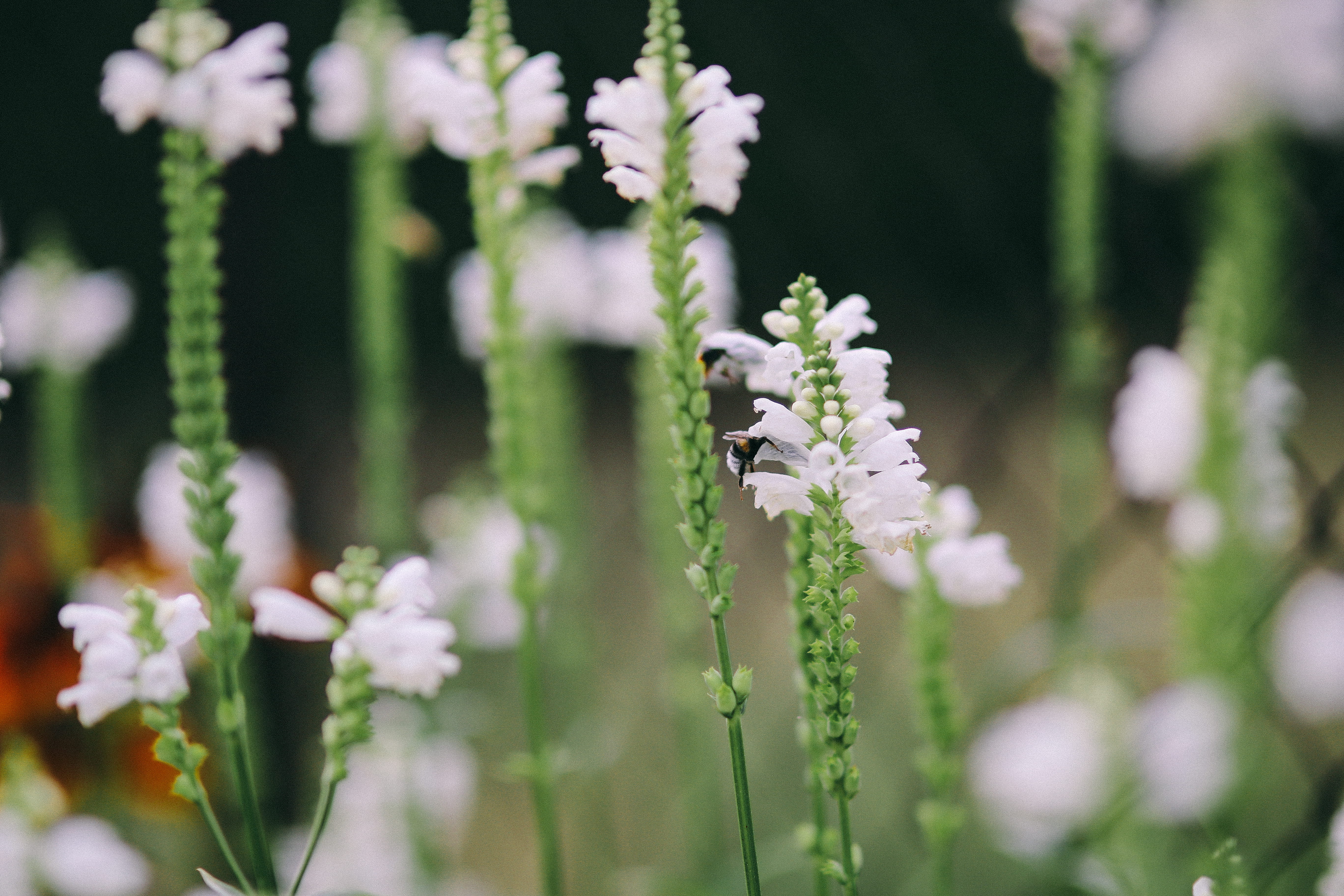 outdoors, flower, vulnerability, fruits, 5K, freshness, bloom, leaves, close-up, flora, green Color, floral, vegetables, leaf, flower head, growth, colorfull, HD Wallpaper