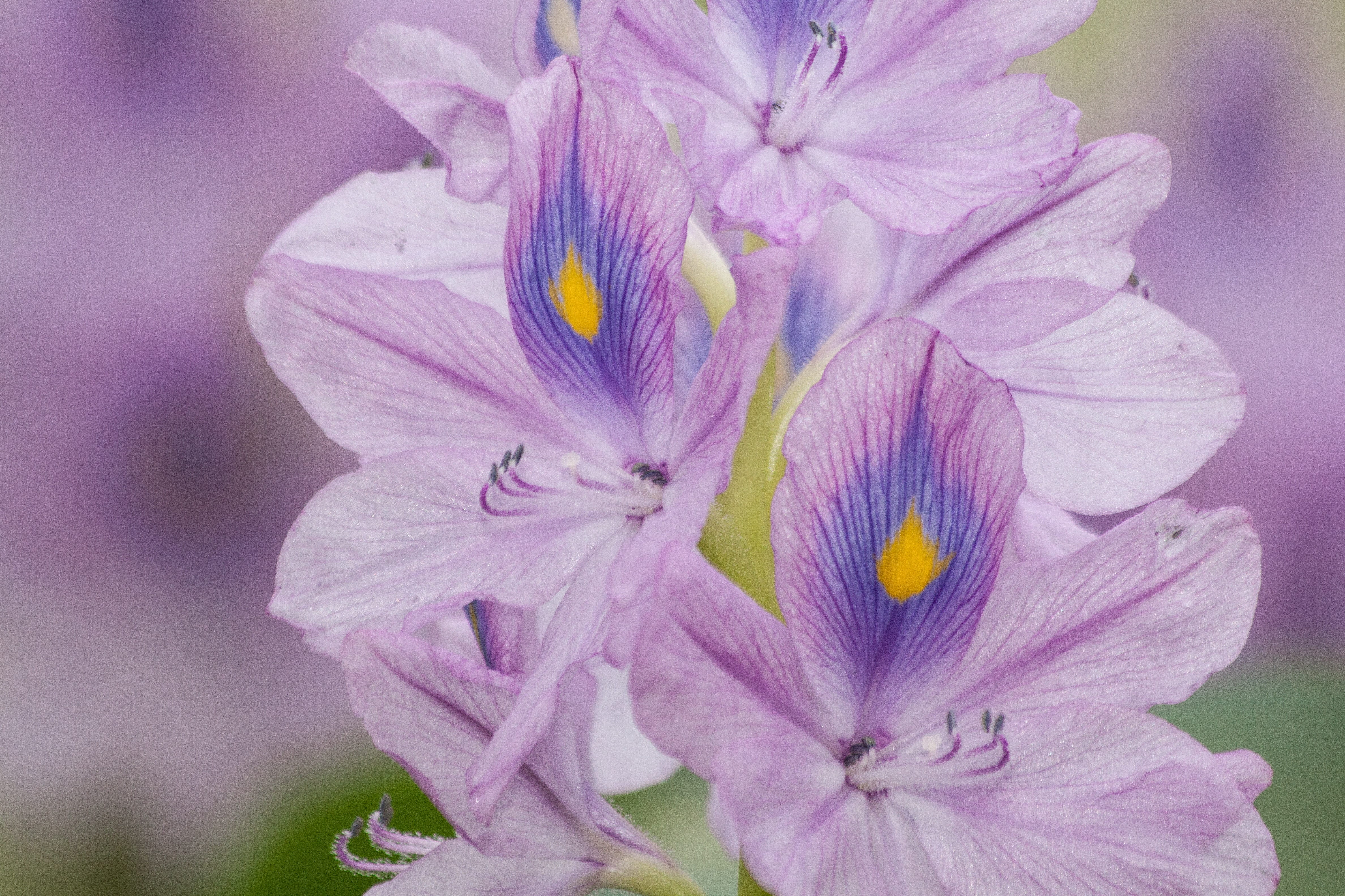 commelinaartigen, beauty In Nature, purple, plant, tropical america, eichhornia crassipes, photo, nature, close up, outdoors, day, inflorescence, water hyacinth, HD Wallpaper