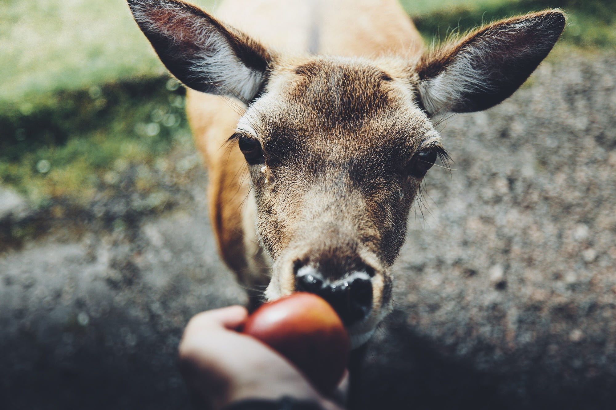 personal perspective, vertebrate, pets, animals, human hand, deer, day, herbivorous, domestic, mammal, outdoors, hand, real people, one person, canine, HD Wallpaper