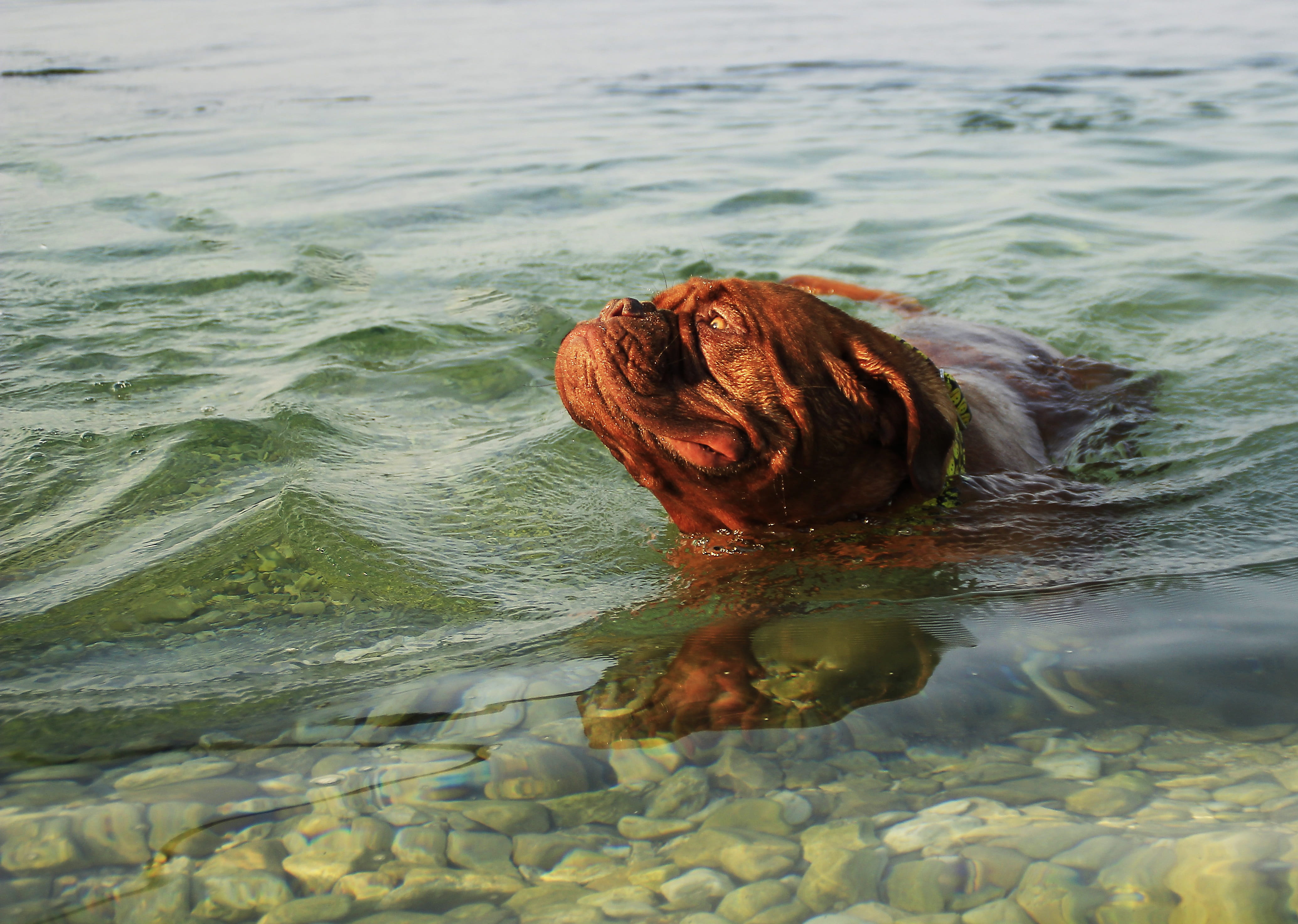 play, Dogue, no People, canine, animal themes, Bordeaux, wave, animals in the wild, one animal, Pond, dogs, vertebrate, solid, Dog, 4K, active, Water, HD Wallpaper