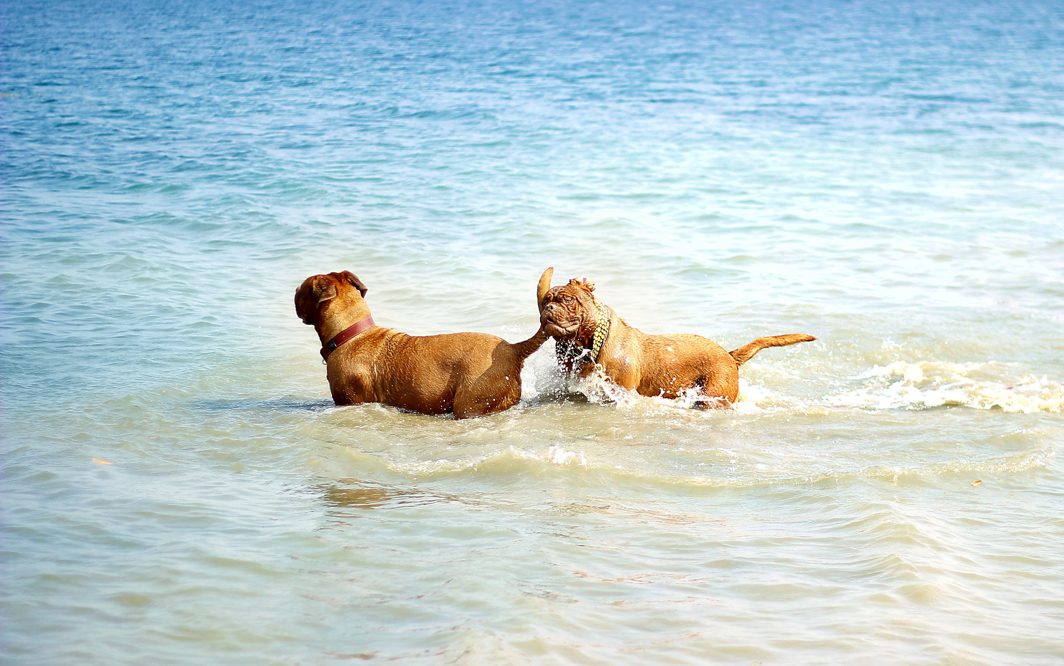 lake, water, mammal, dogue, outdoors, pets, happy, group of animals, summer, nature, playful, wet, puppy, animal, no people, shore, swim, vertebrate, de, HD Wallpaper