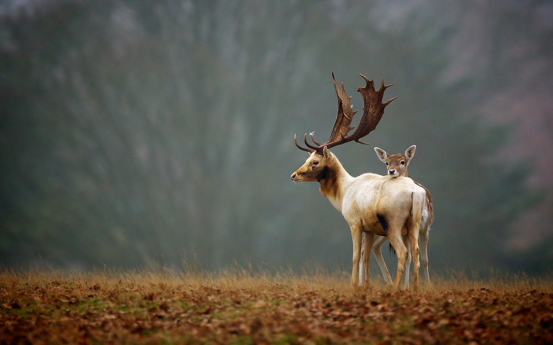 landscapes, fawn, trees, animals, nature, babies, horns, grass, 1080P, fields, wildlife, antlers, Elk, HD Wallpaper
